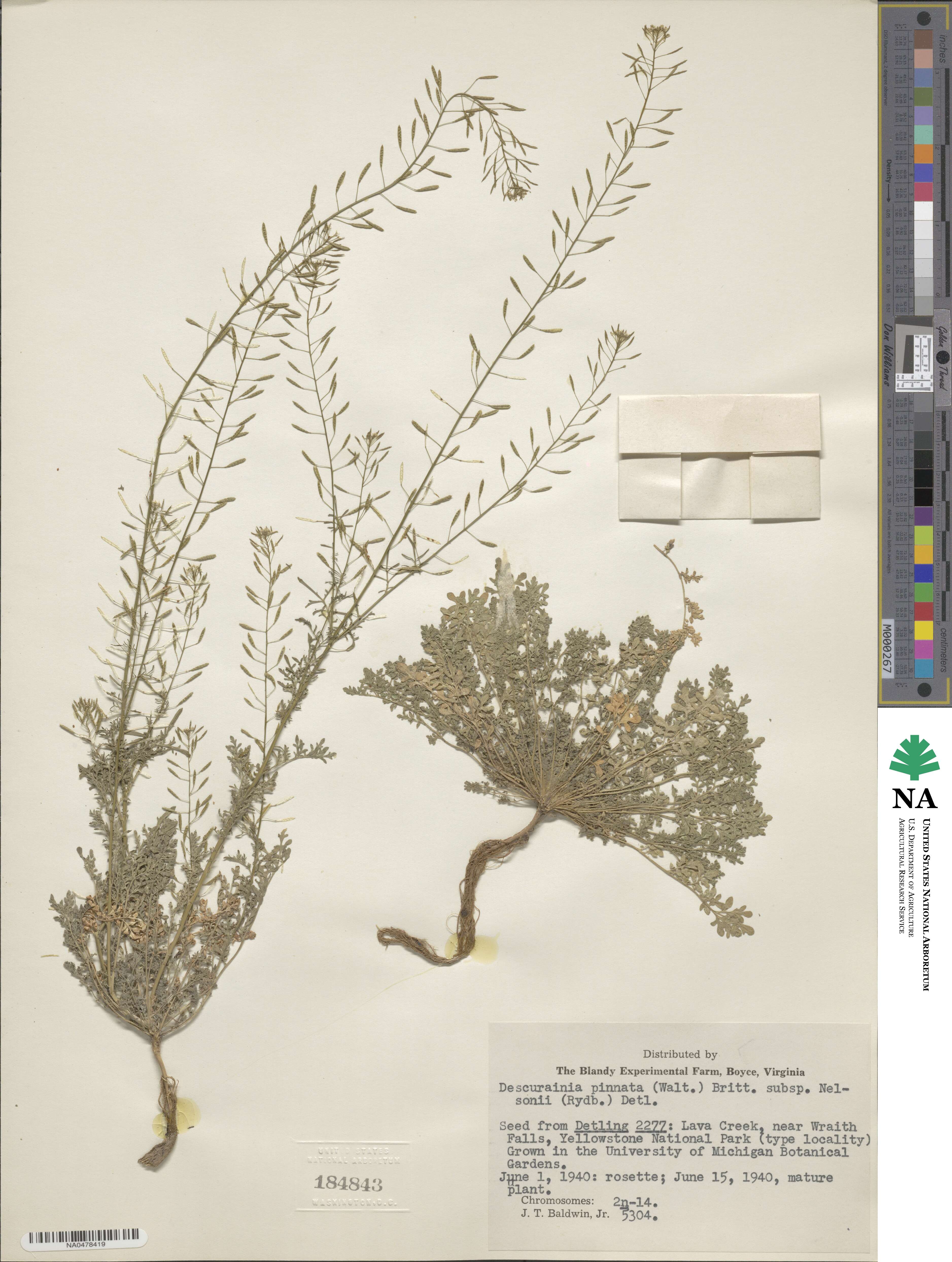 Descurainia pinnata var. nelsonii image