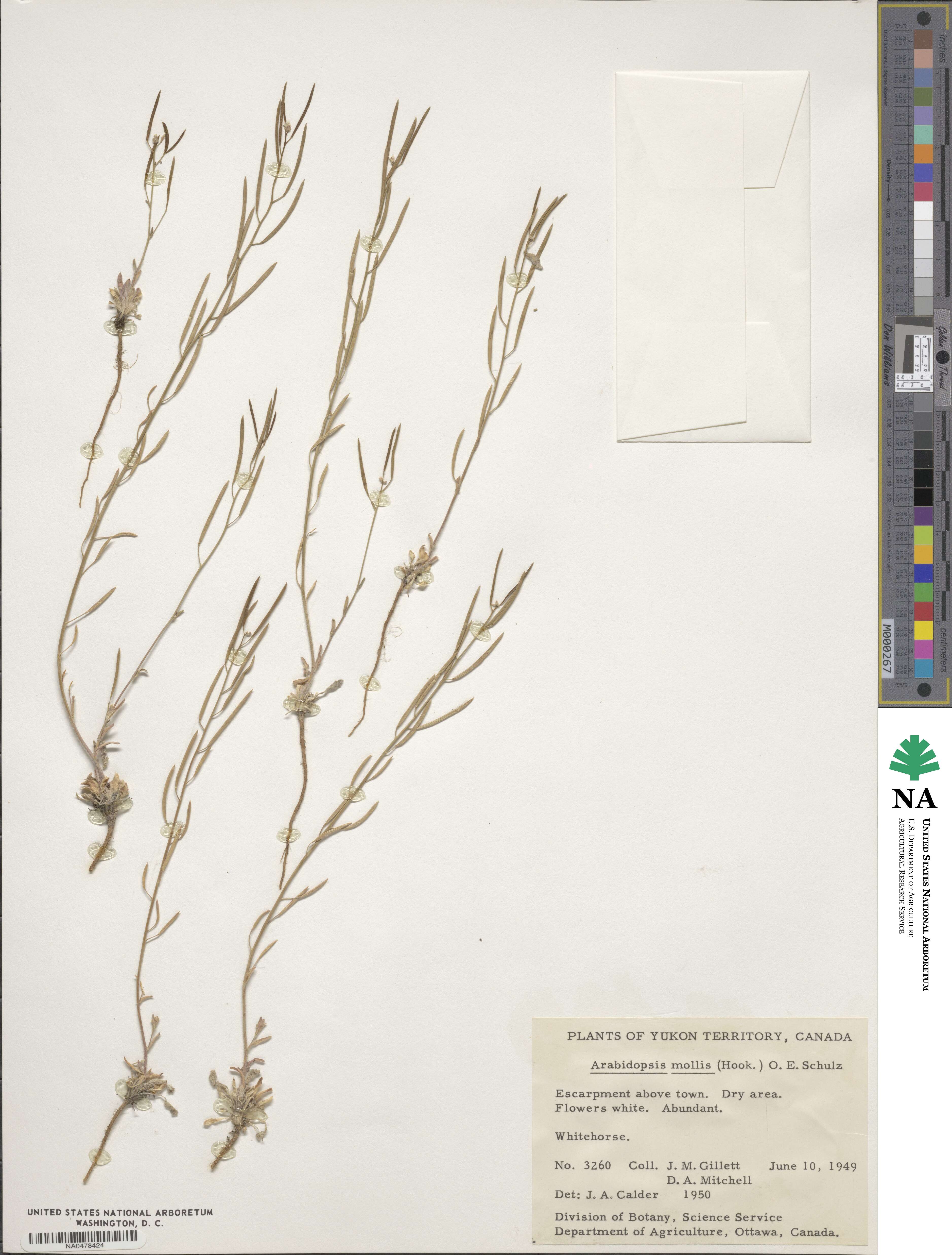 Crucihimalaya bursifolia image