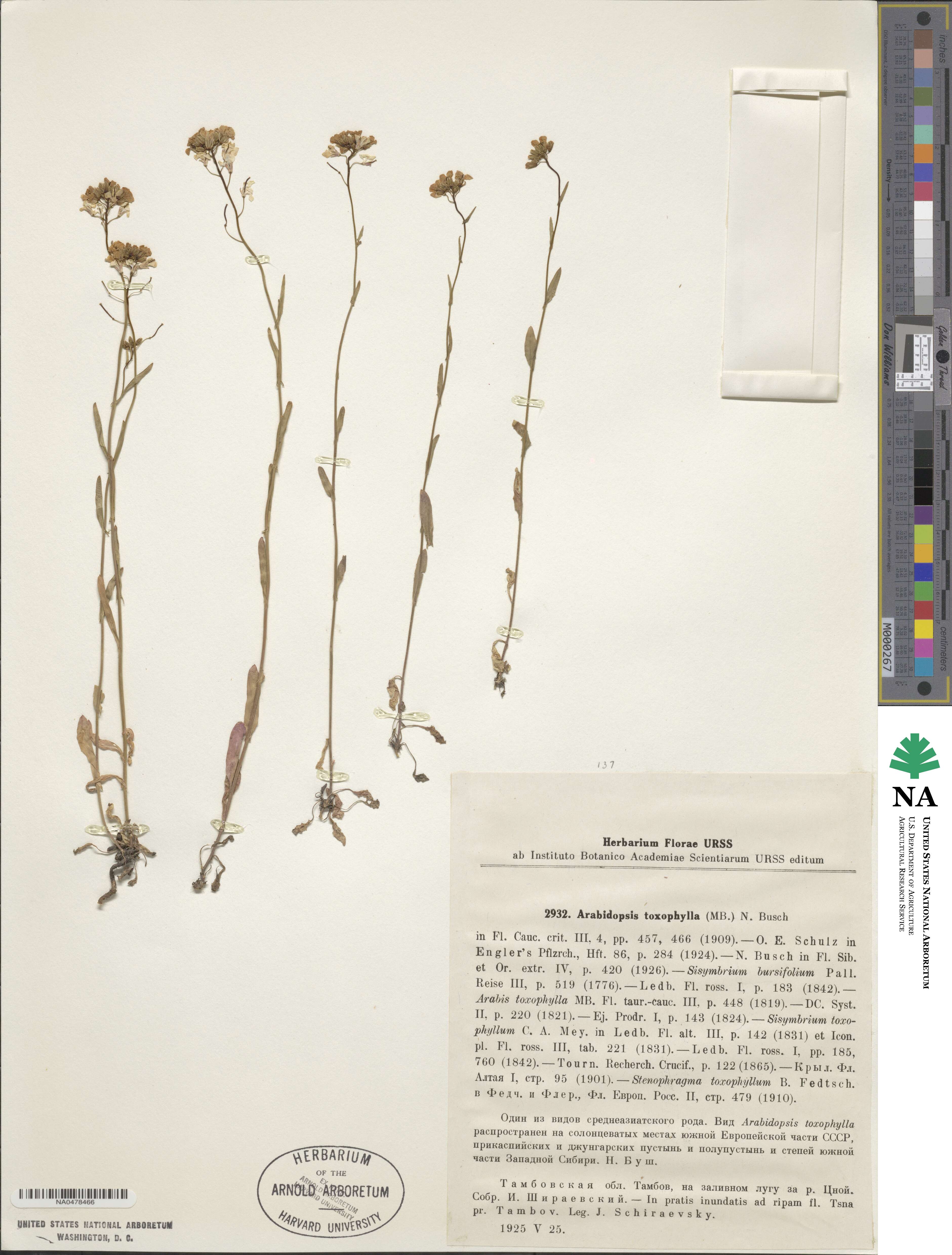 Pseudoarabidopsis toxophylla image