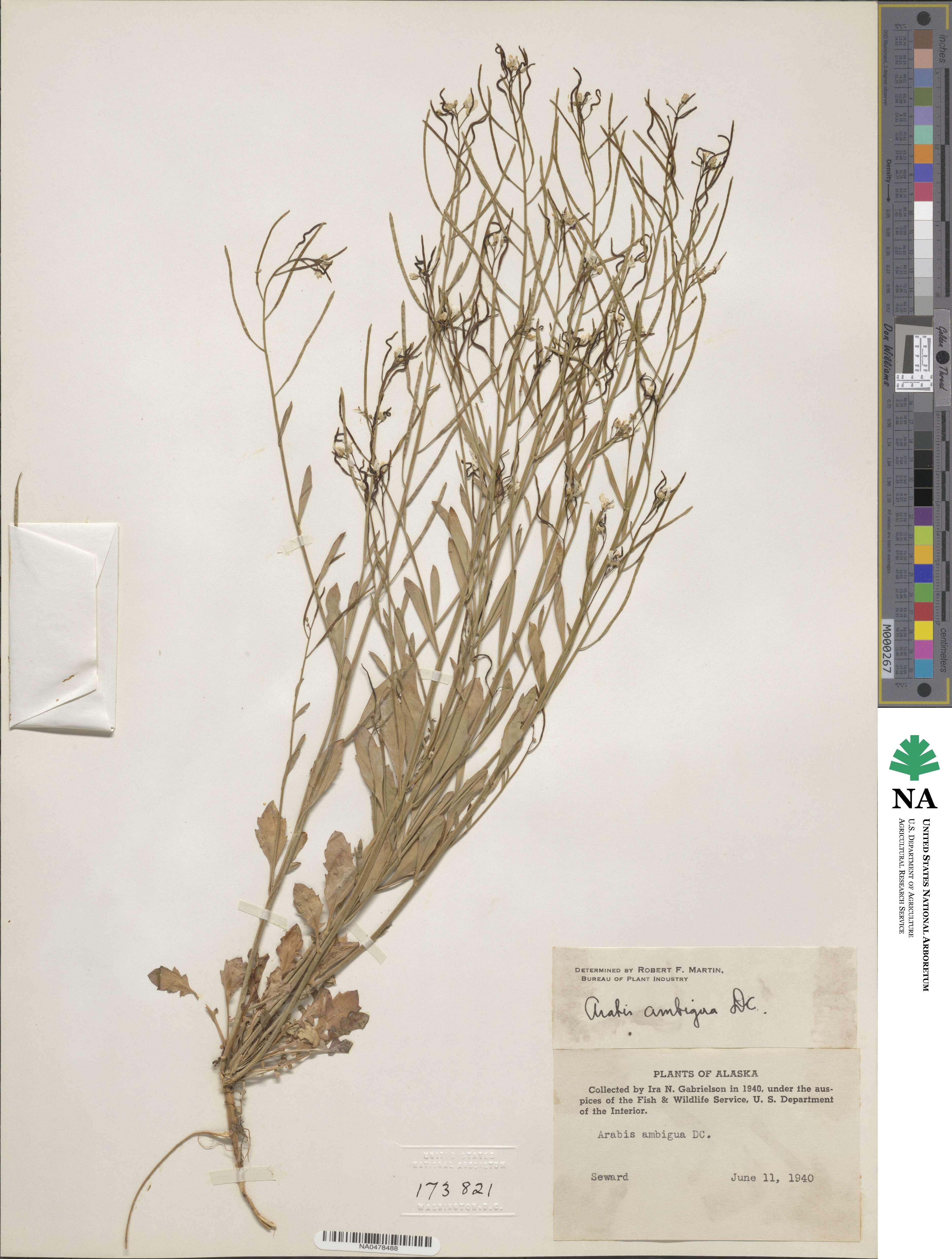 Arabis ambigua image