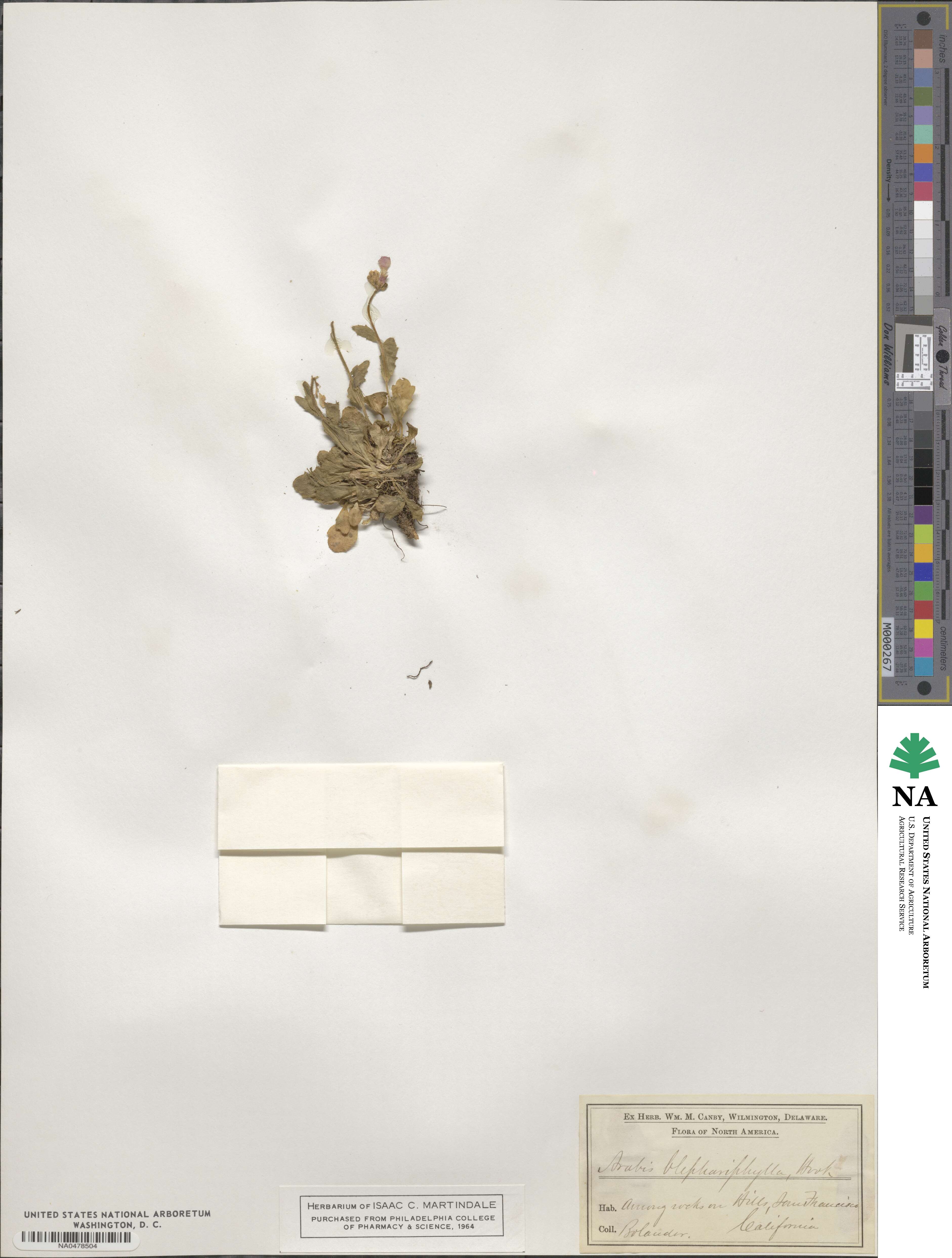 Arabis blepharophylla image