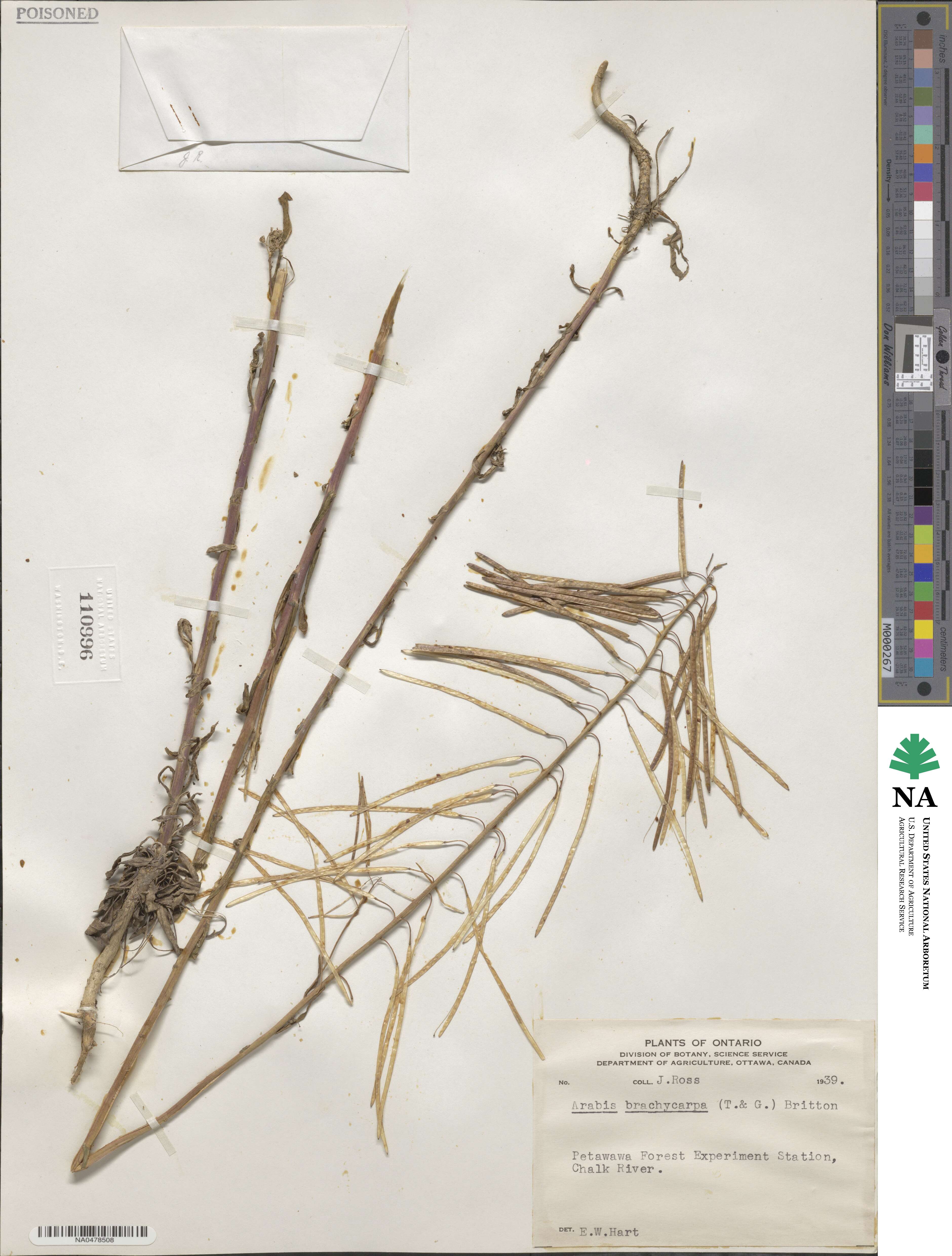 Arabis brachycarpa image