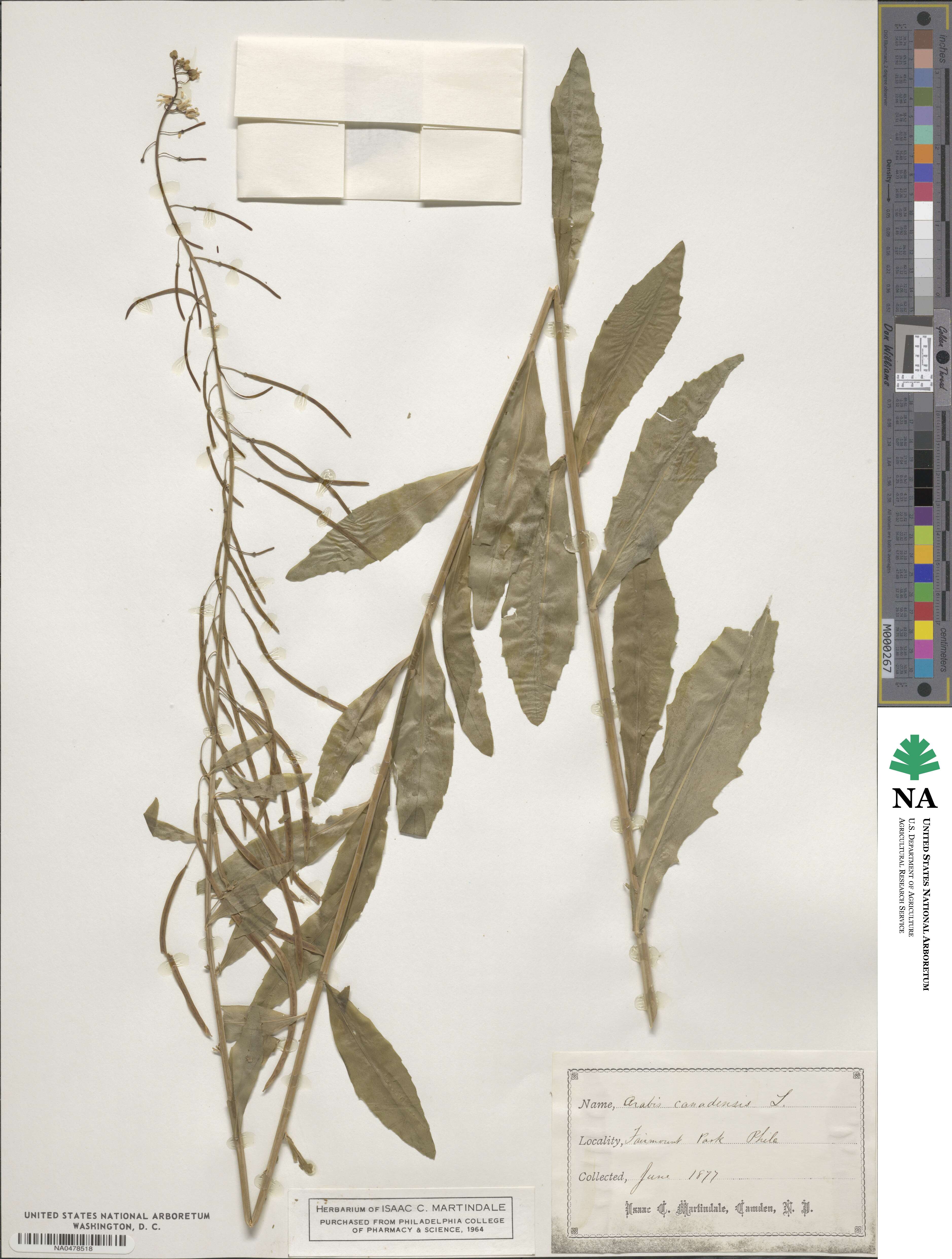 Borodinia canadensis image