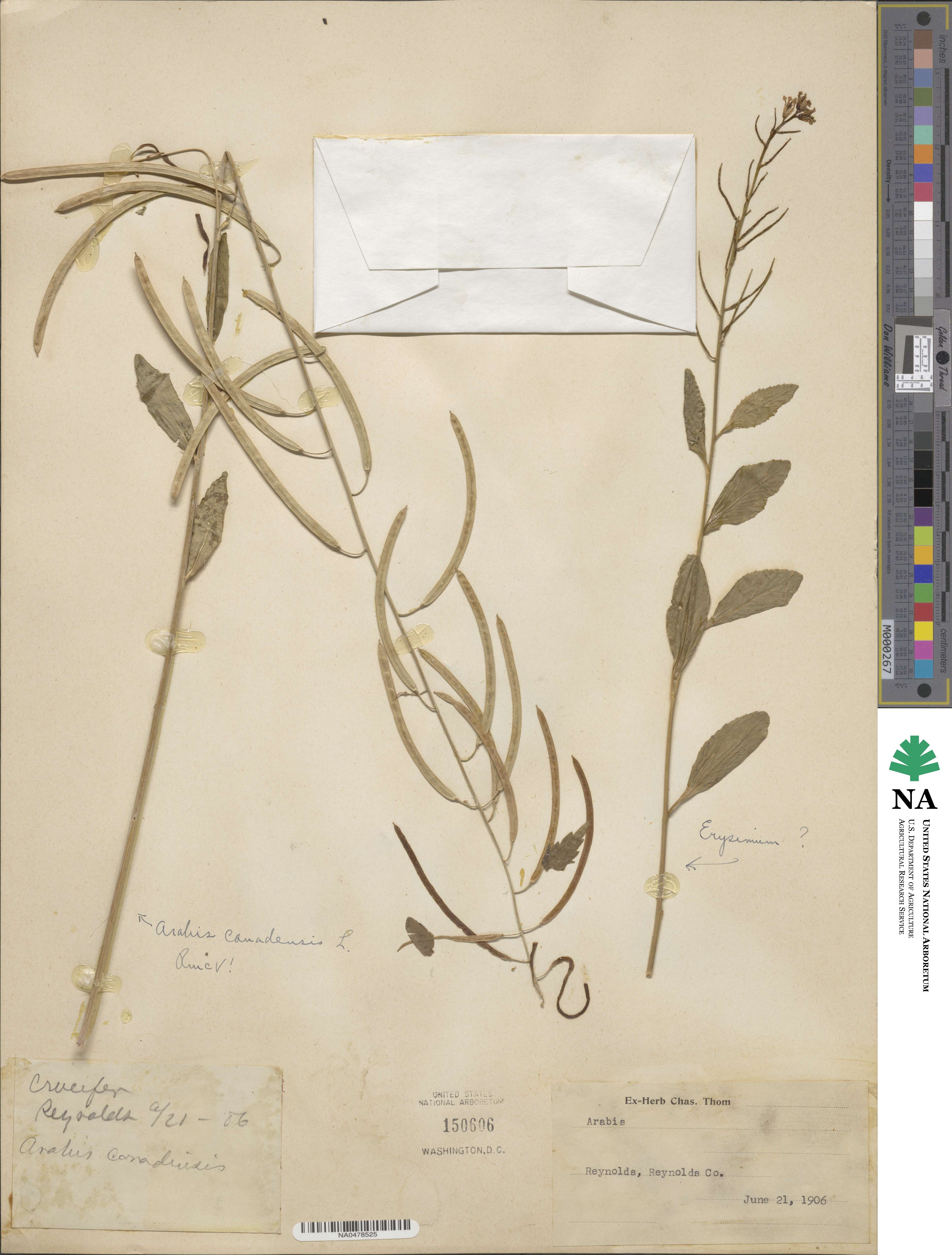 Borodinia canadensis image