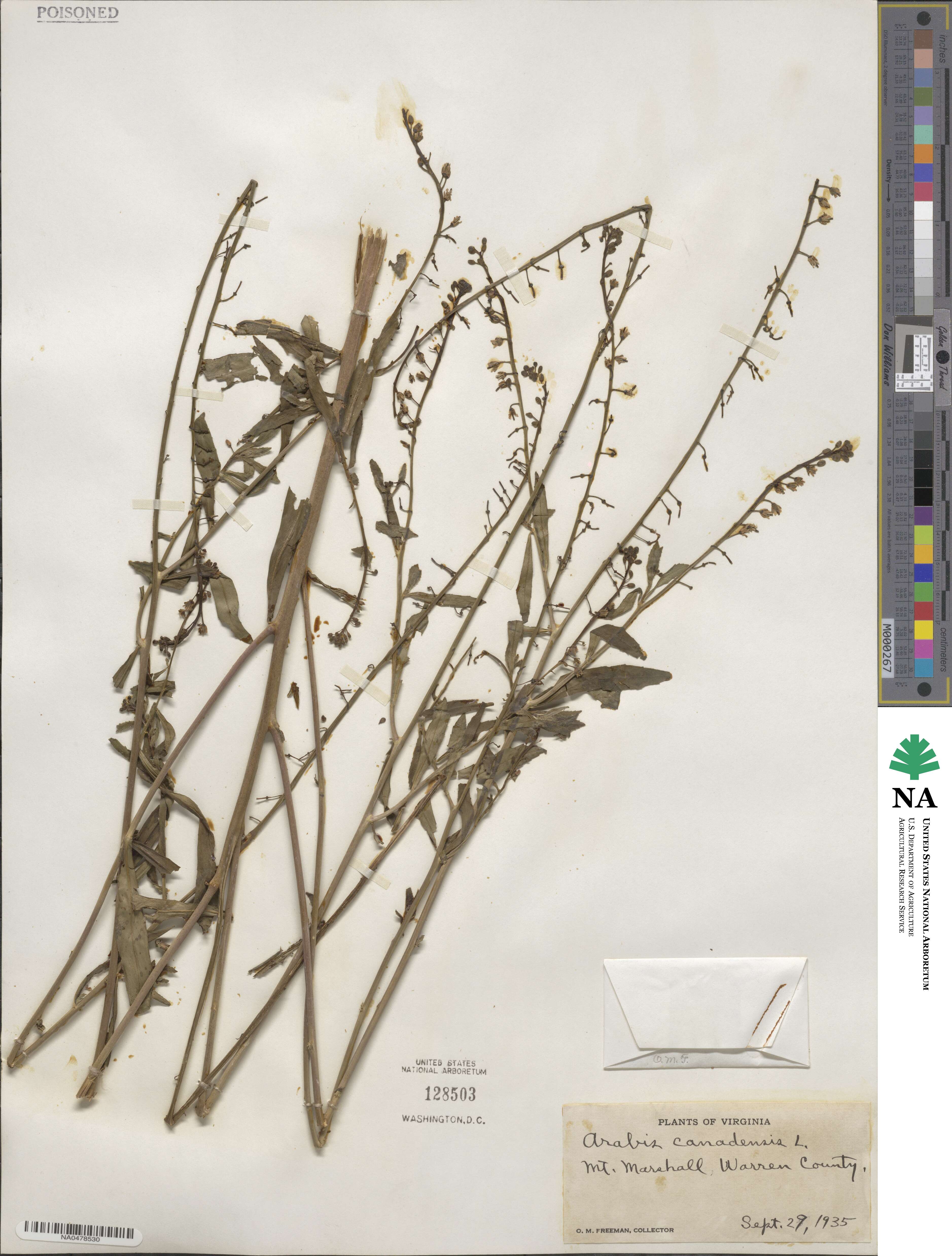 Borodinia canadensis image
