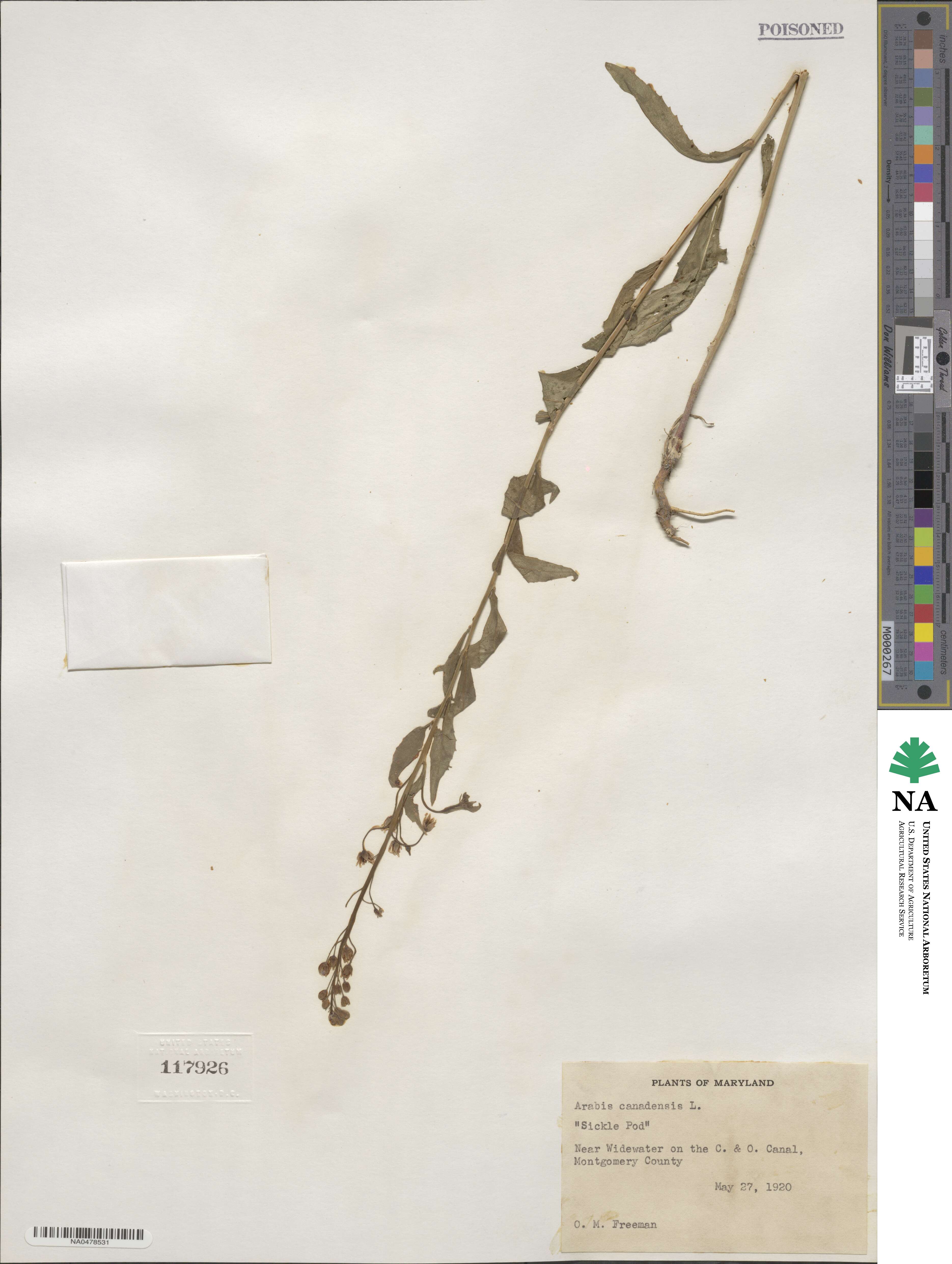 Borodinia canadensis image