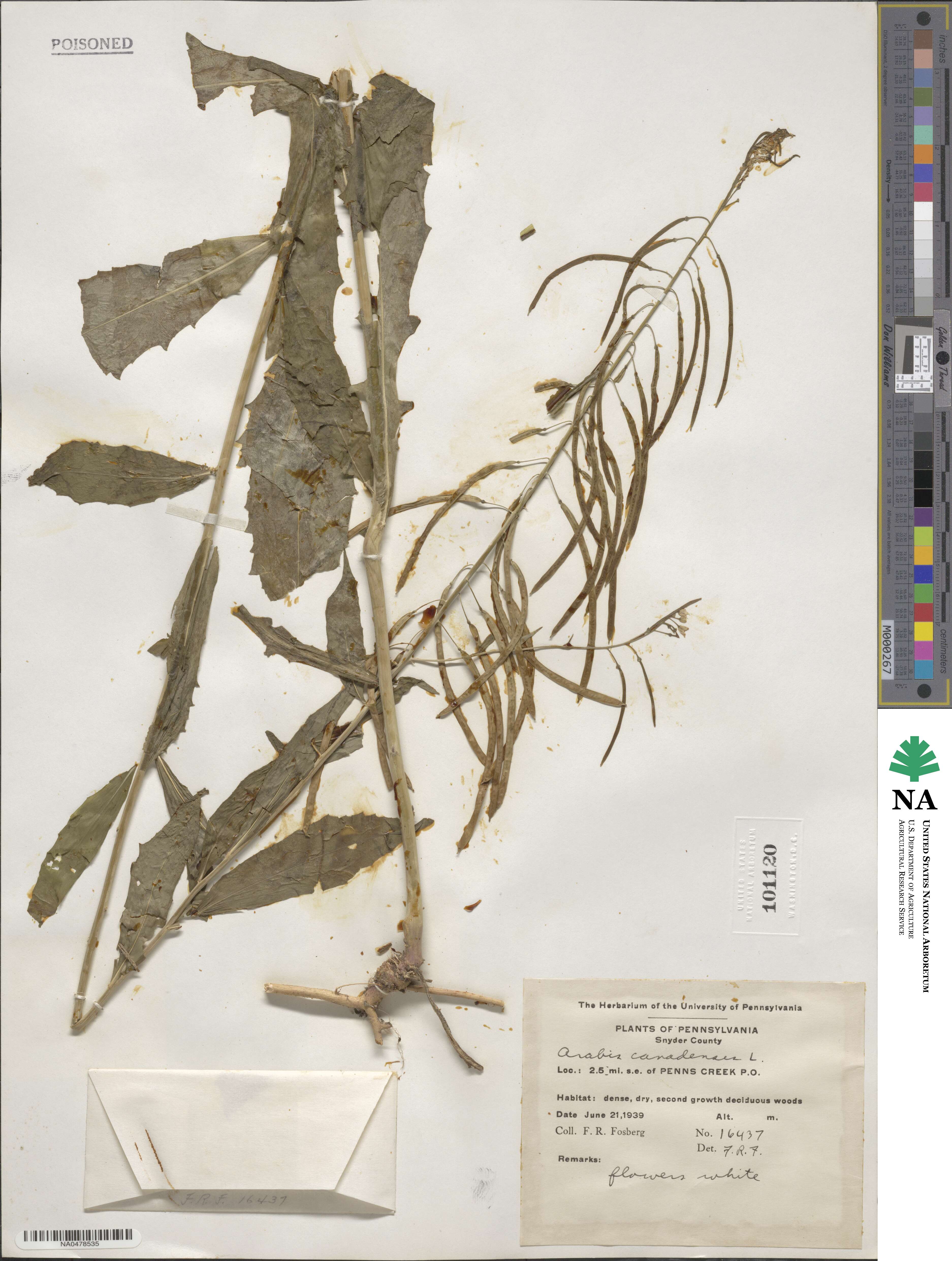 Borodinia canadensis image