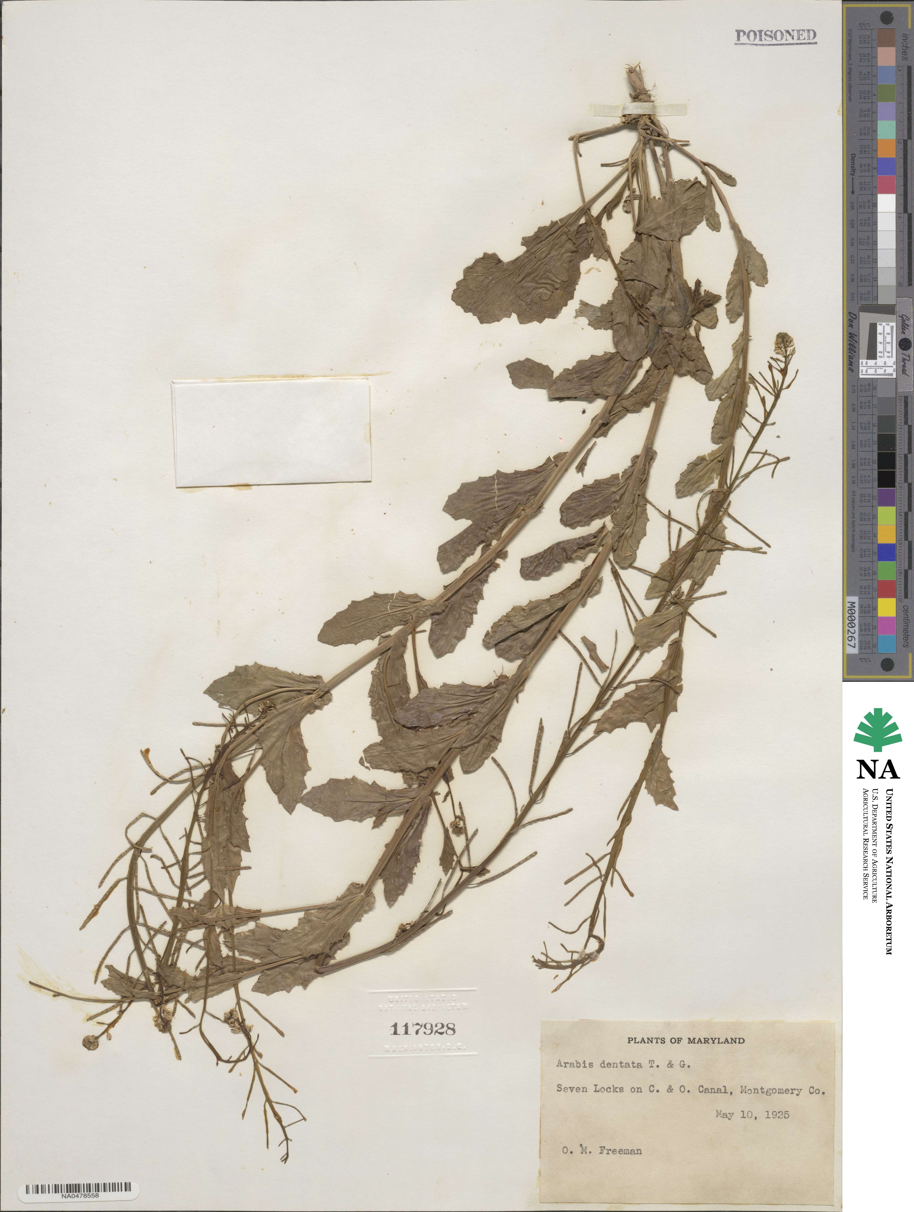 Borodinia dentata image