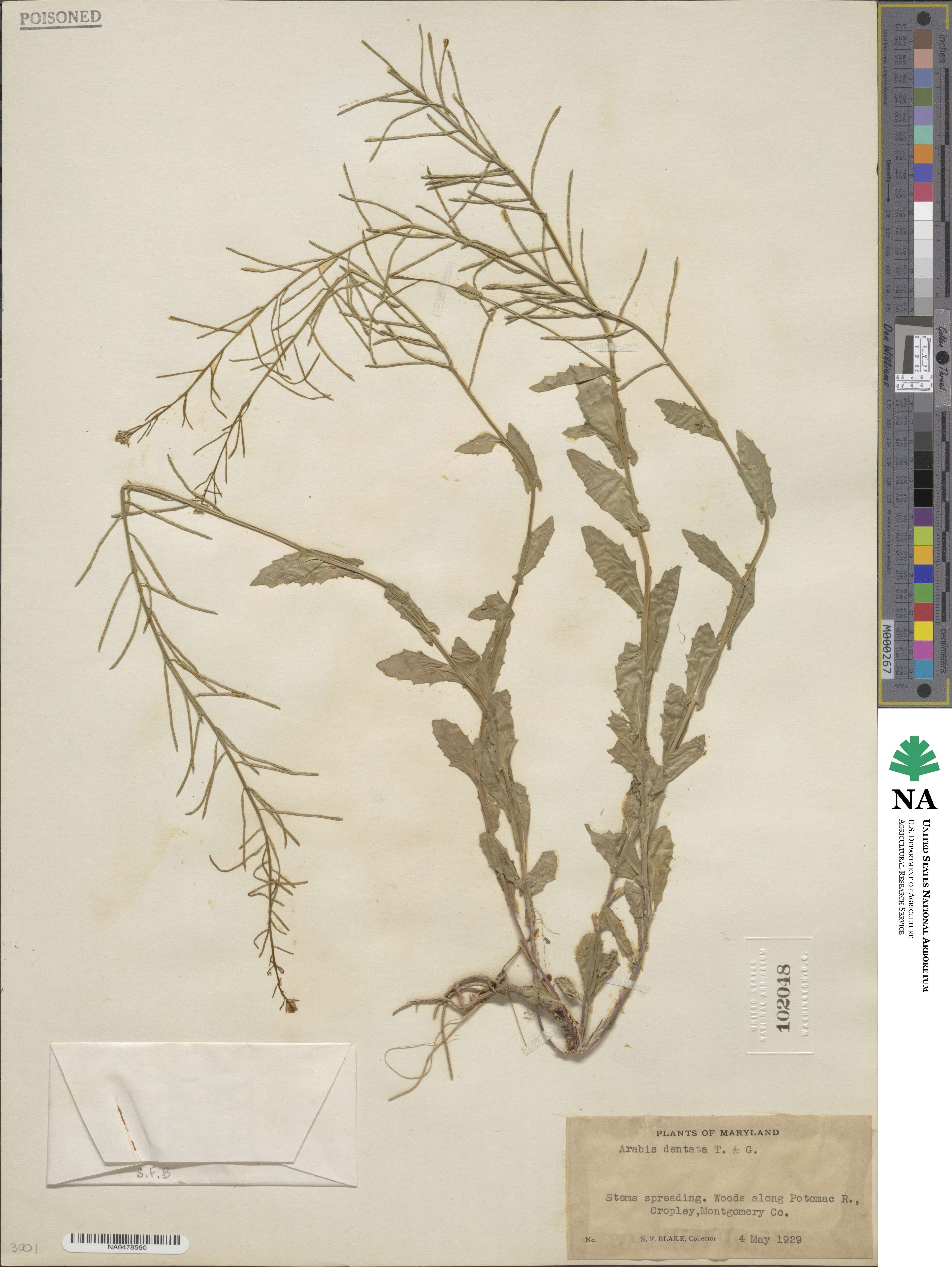 Borodinia dentata image