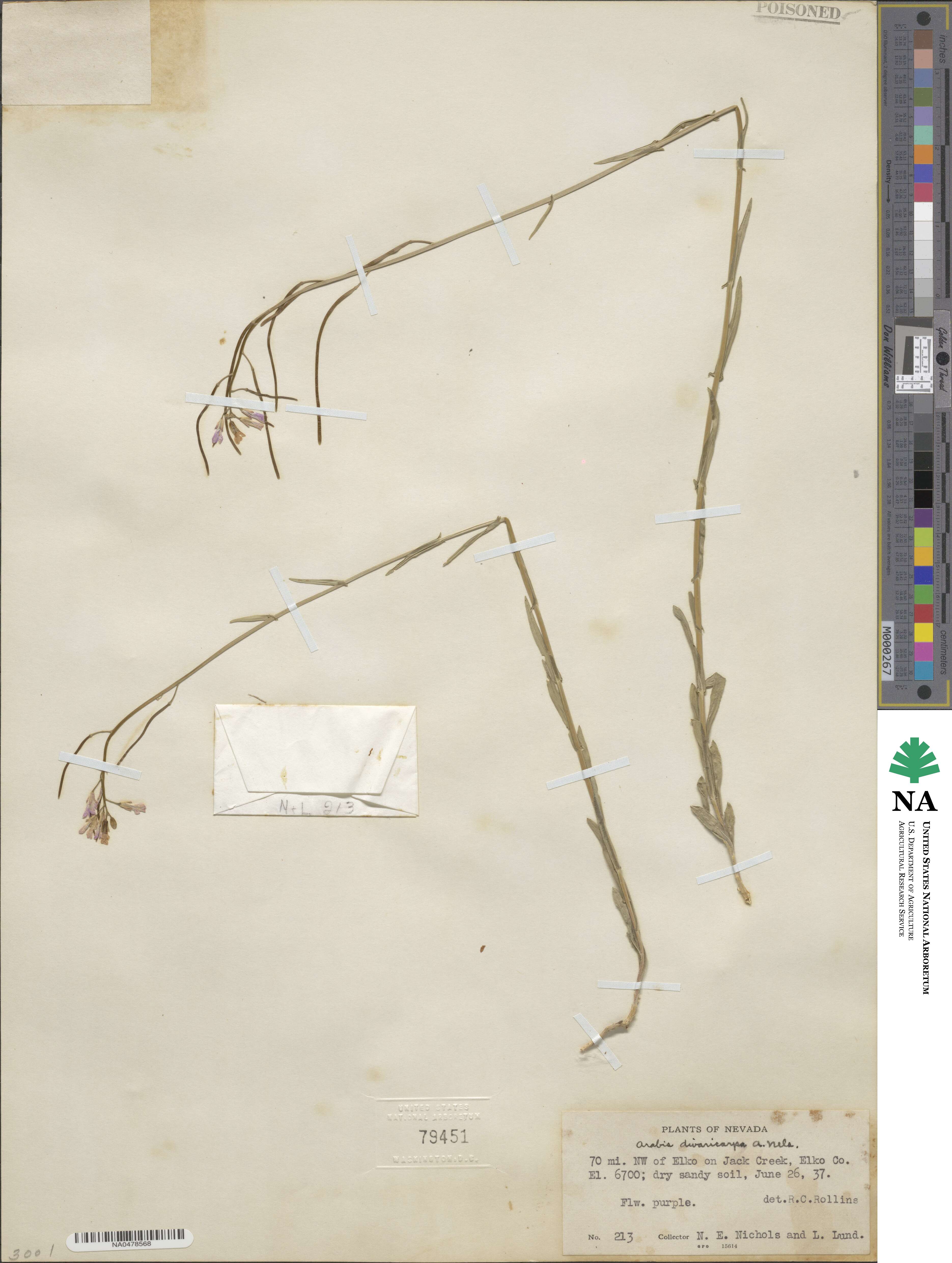 Boechera divaricarpa image