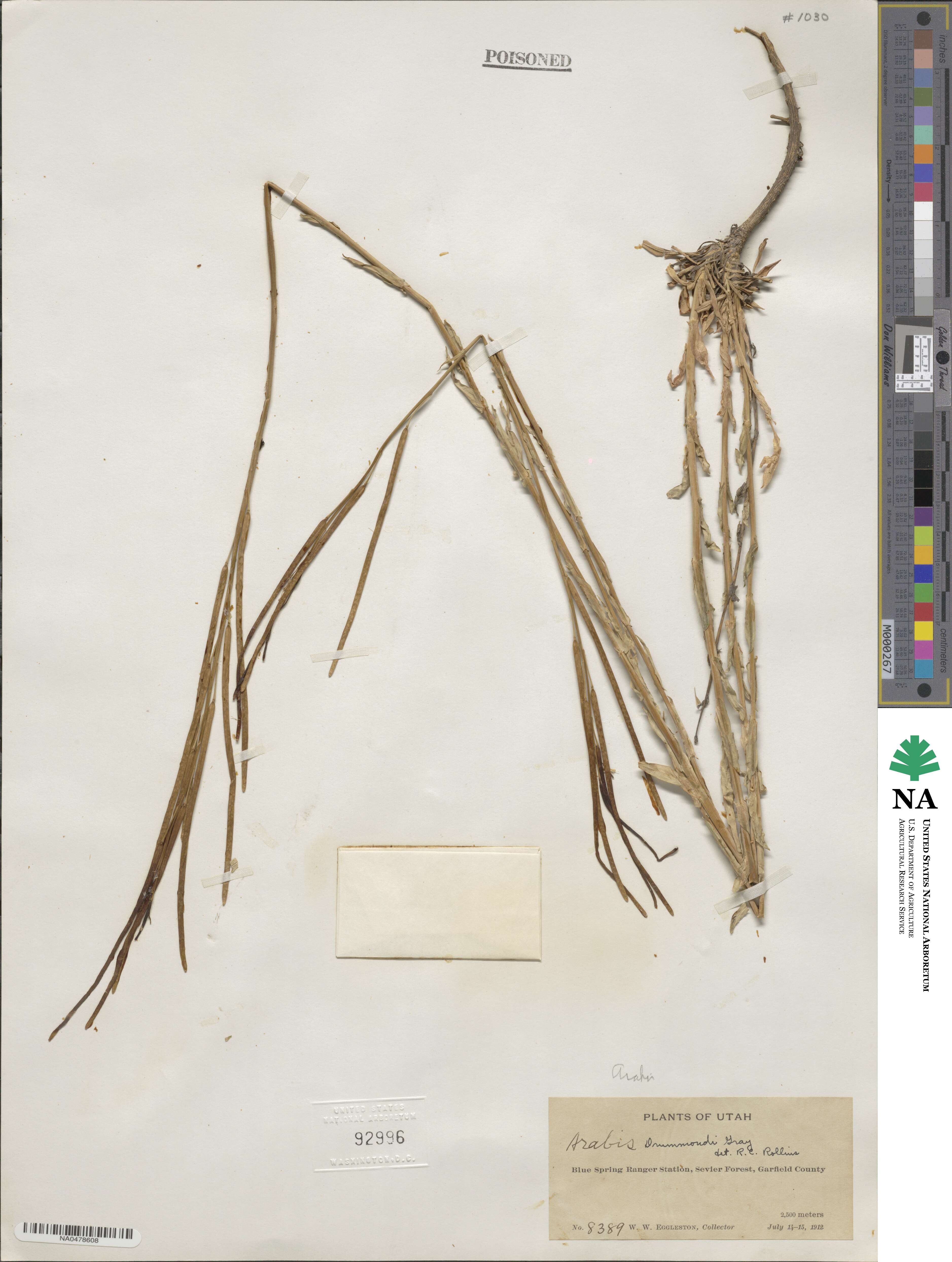 Boechera stricta image