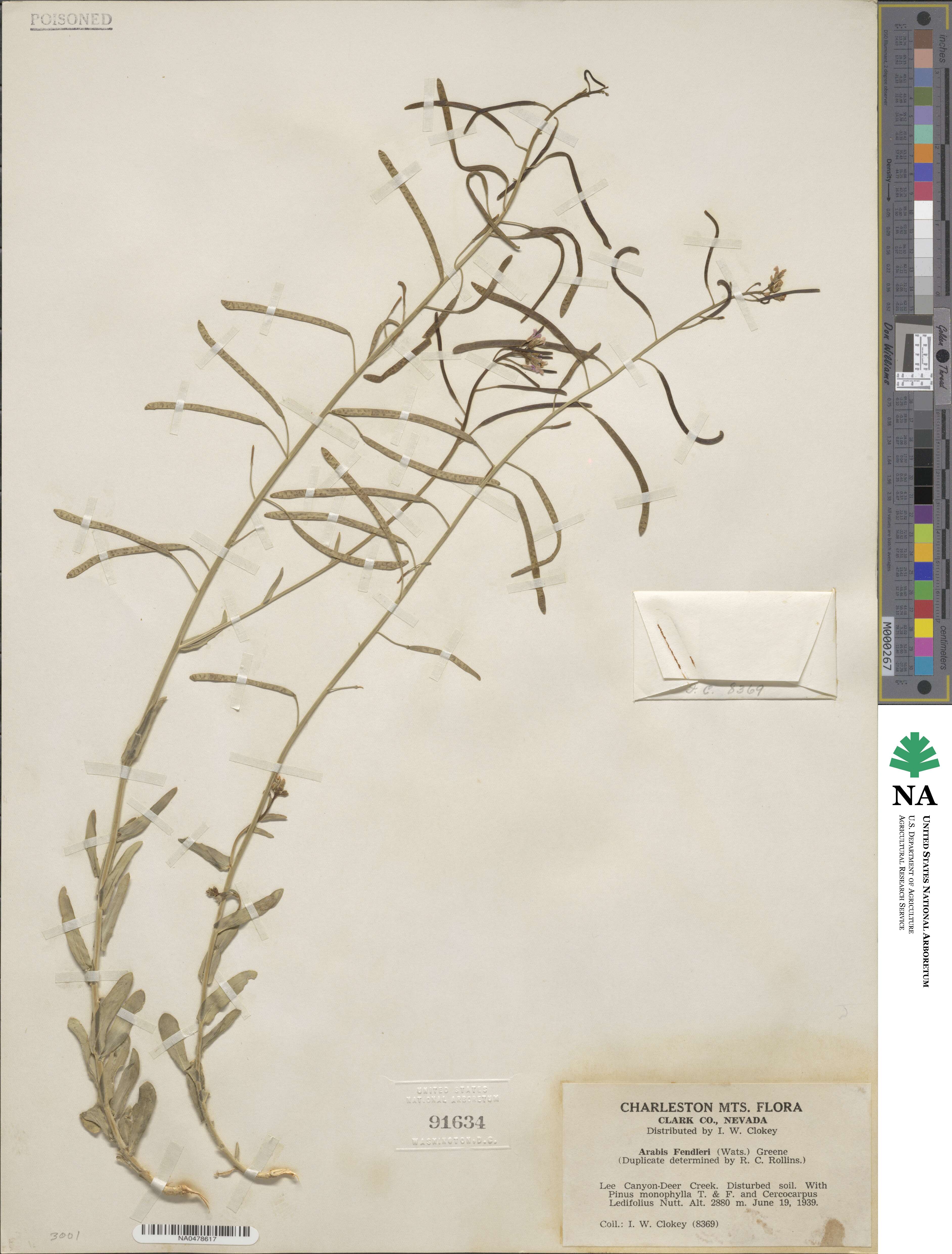 Boechera fendleri image