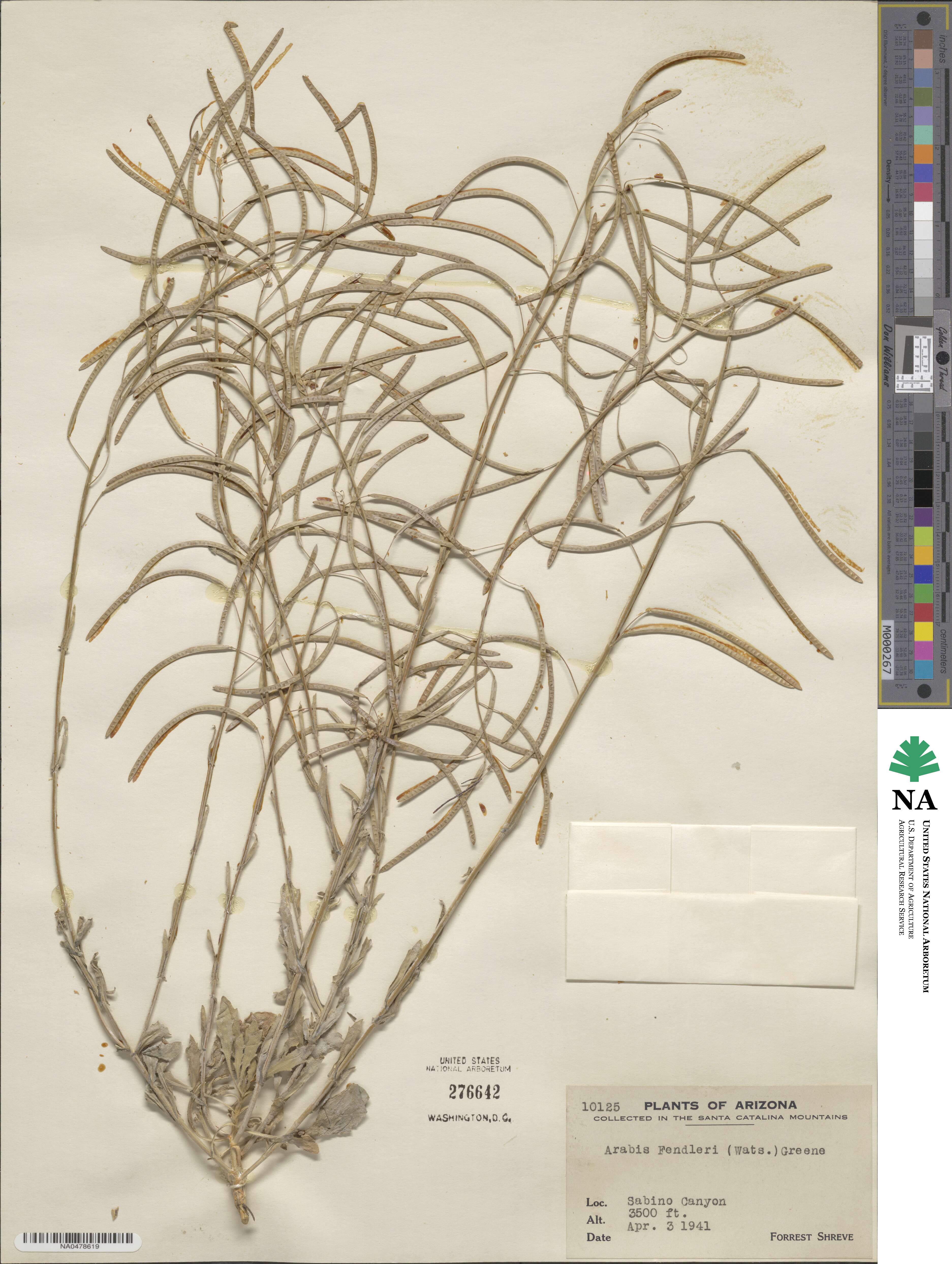 Boechera fendleri image