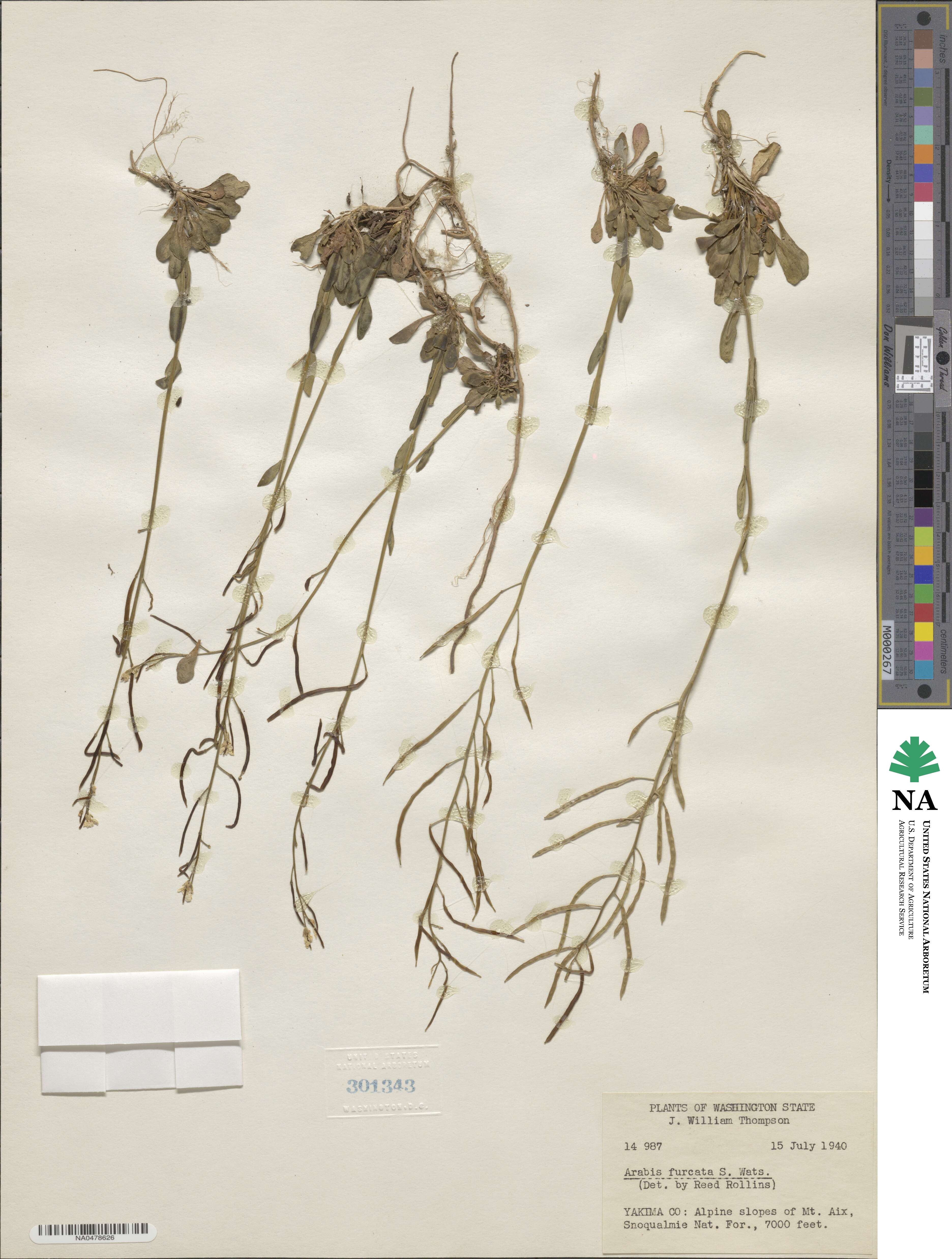 Arabis furcata image