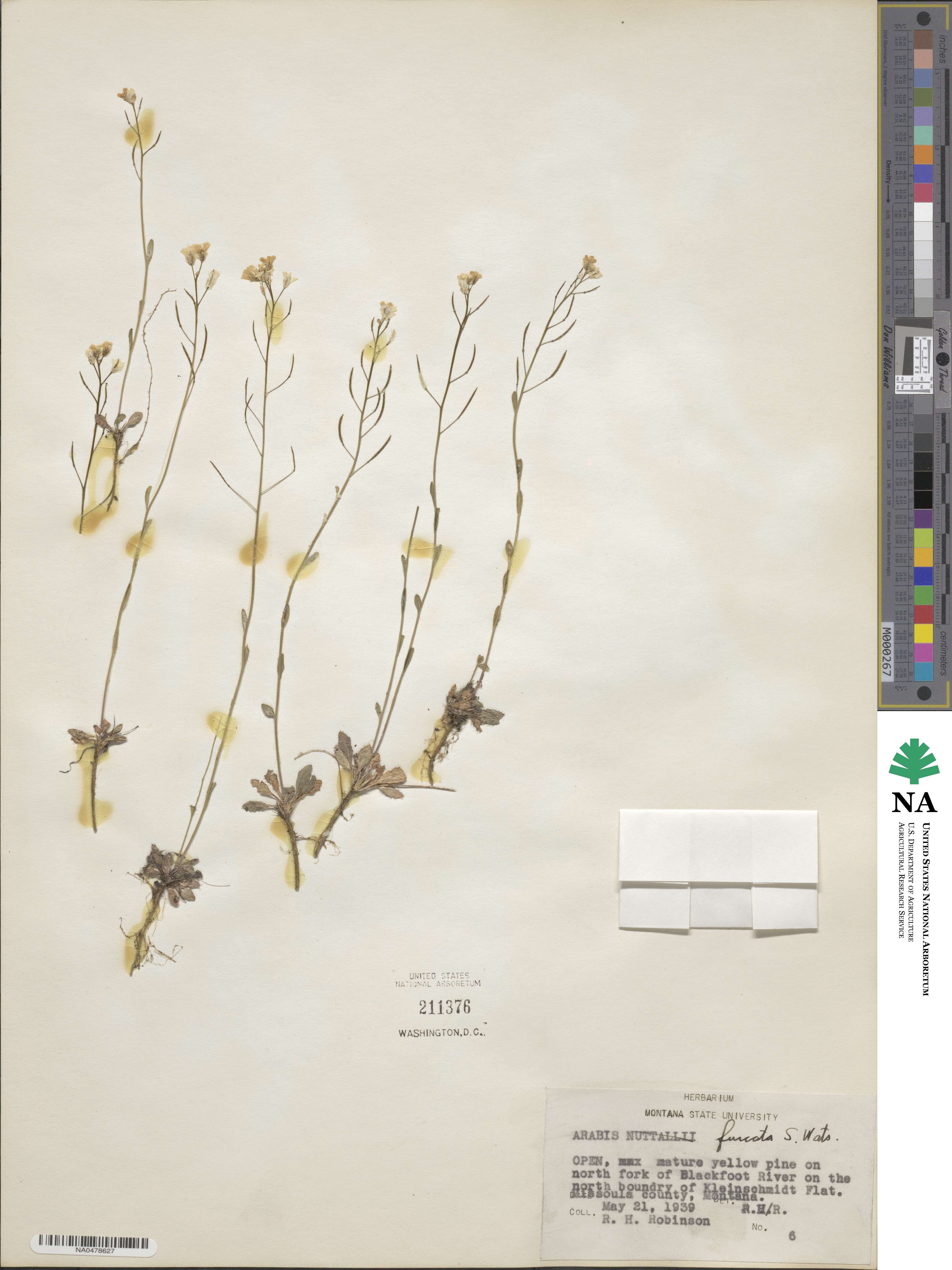 Arabis furcata image