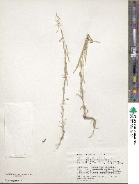 Boechera holboellii image