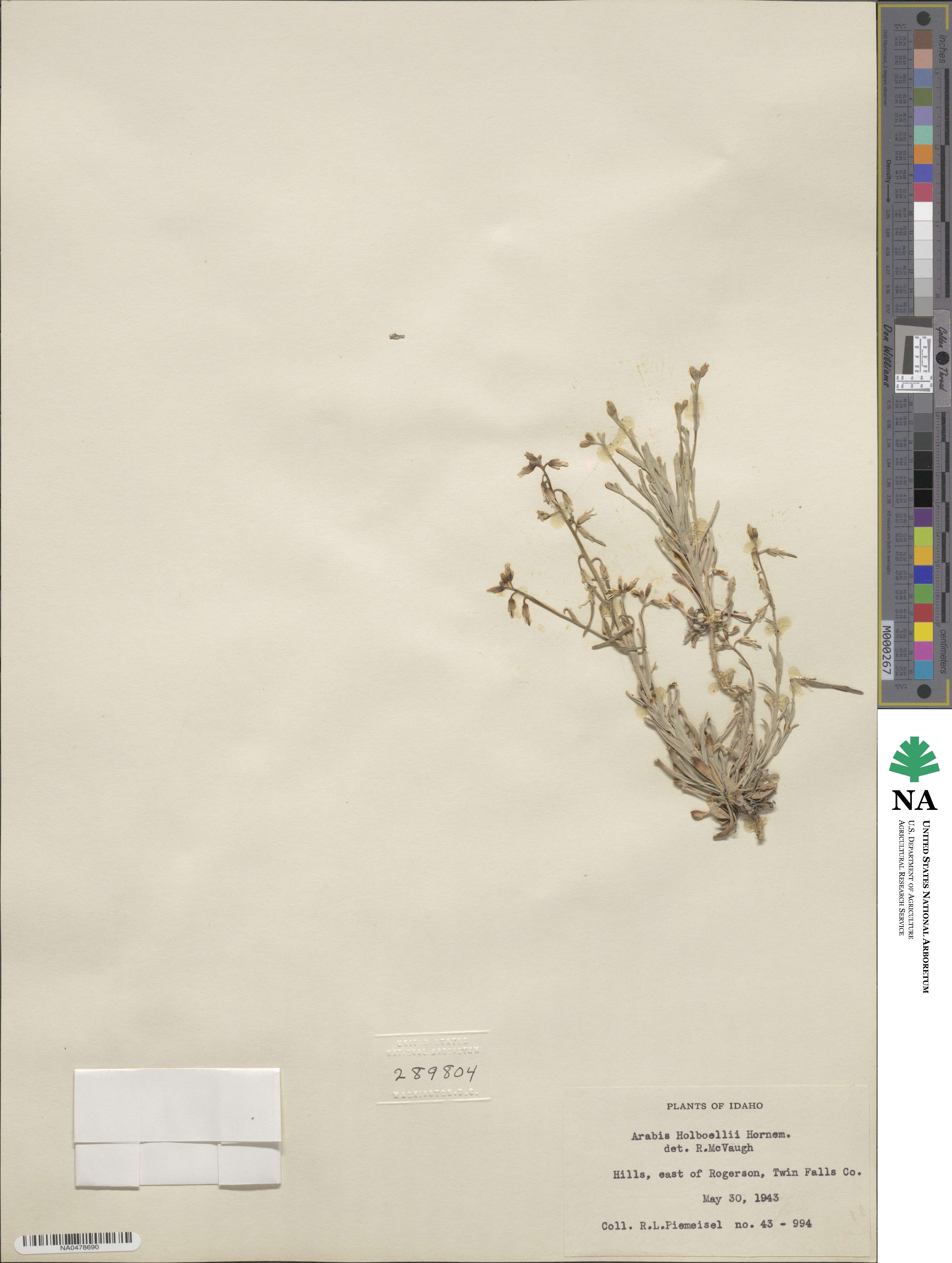 Boechera holboellii image