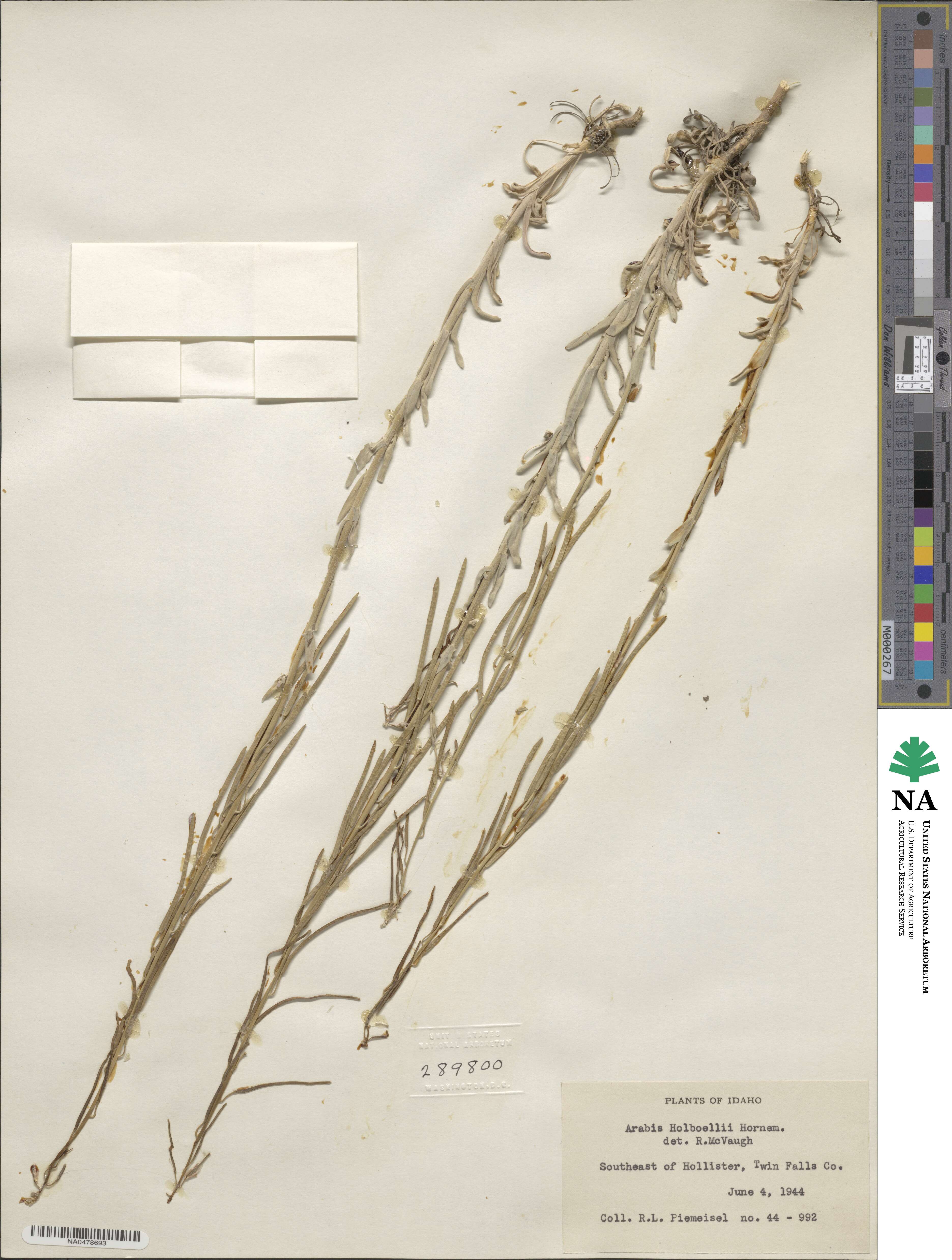 Boechera holboellii image