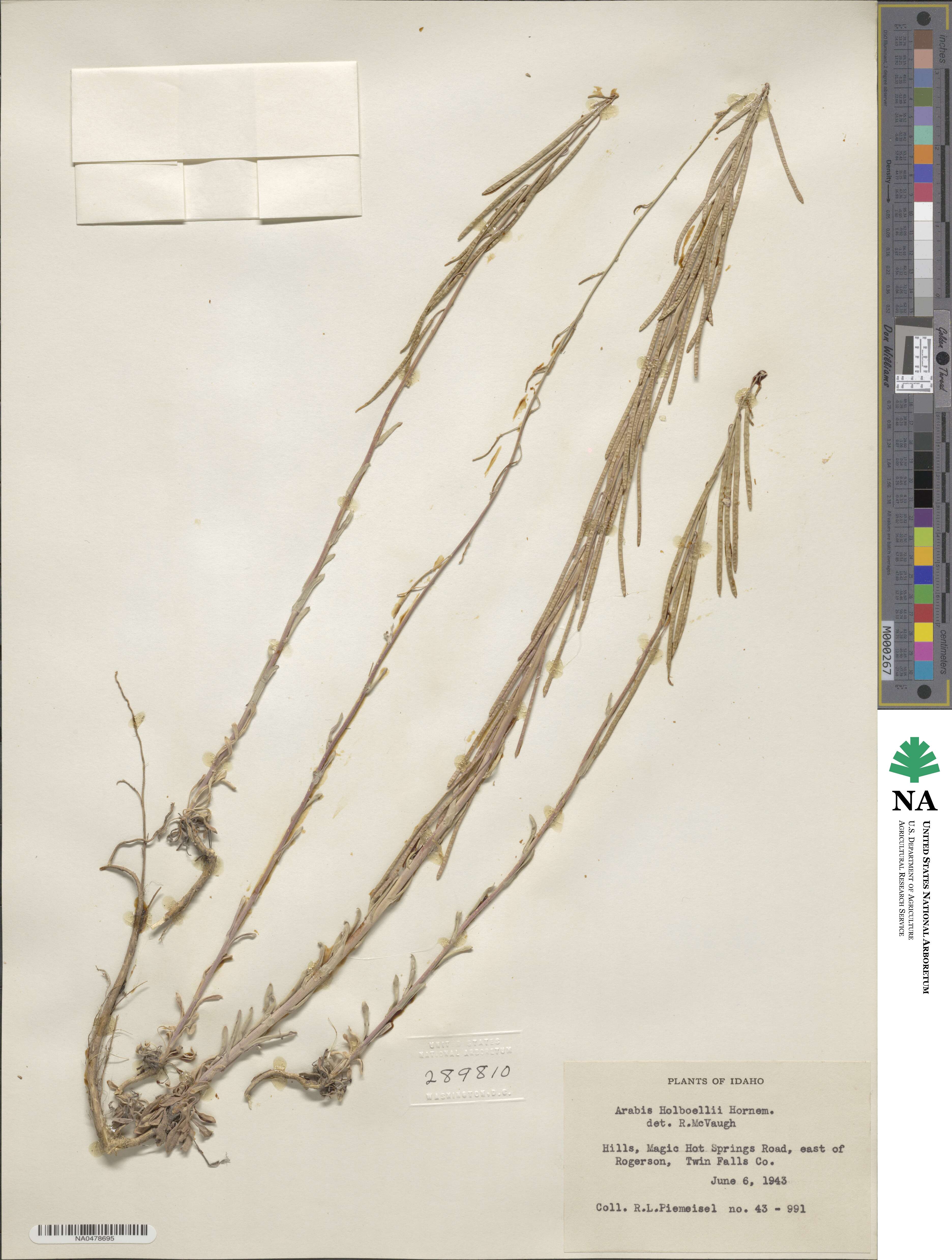 Boechera holboellii image