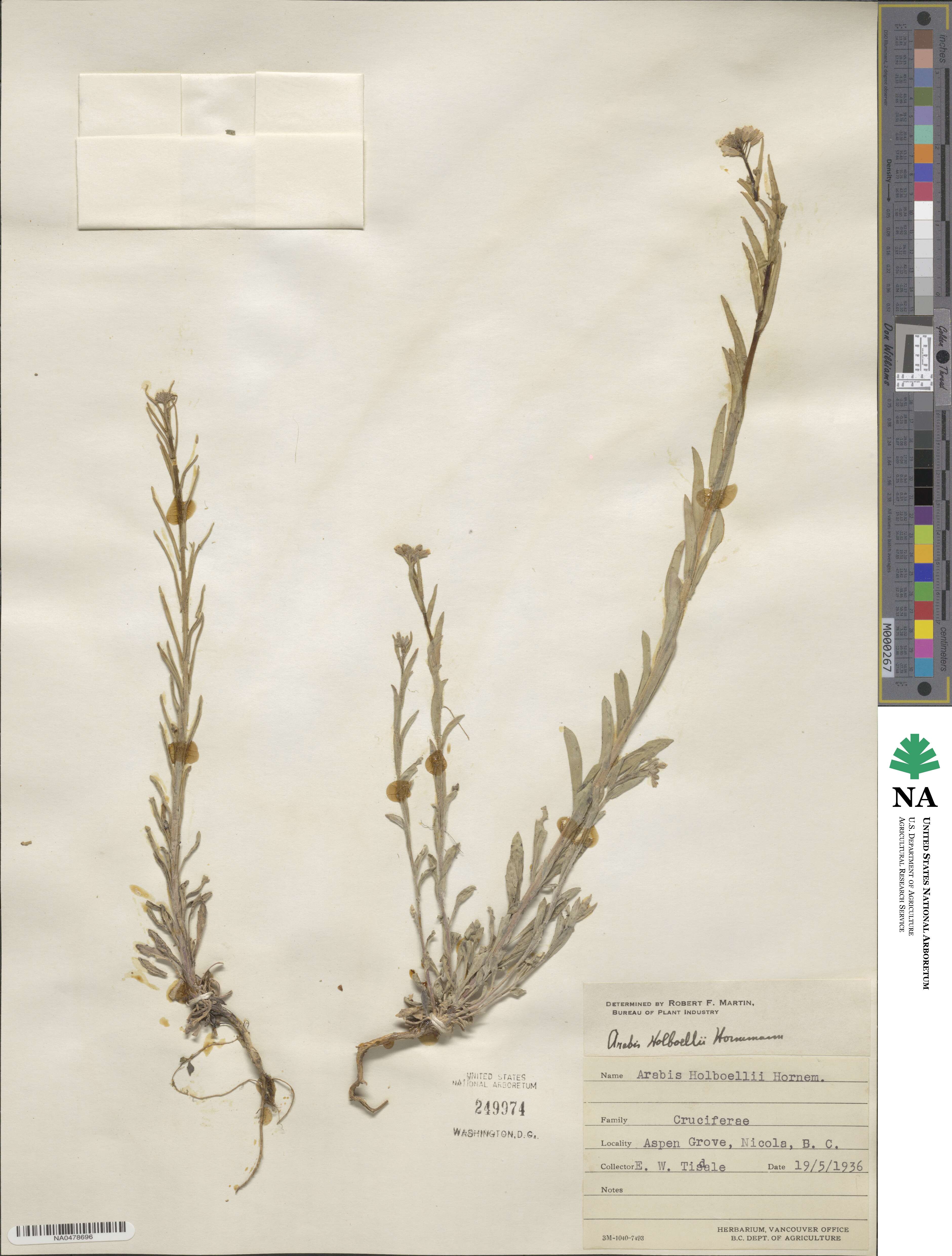 Boechera holboellii image