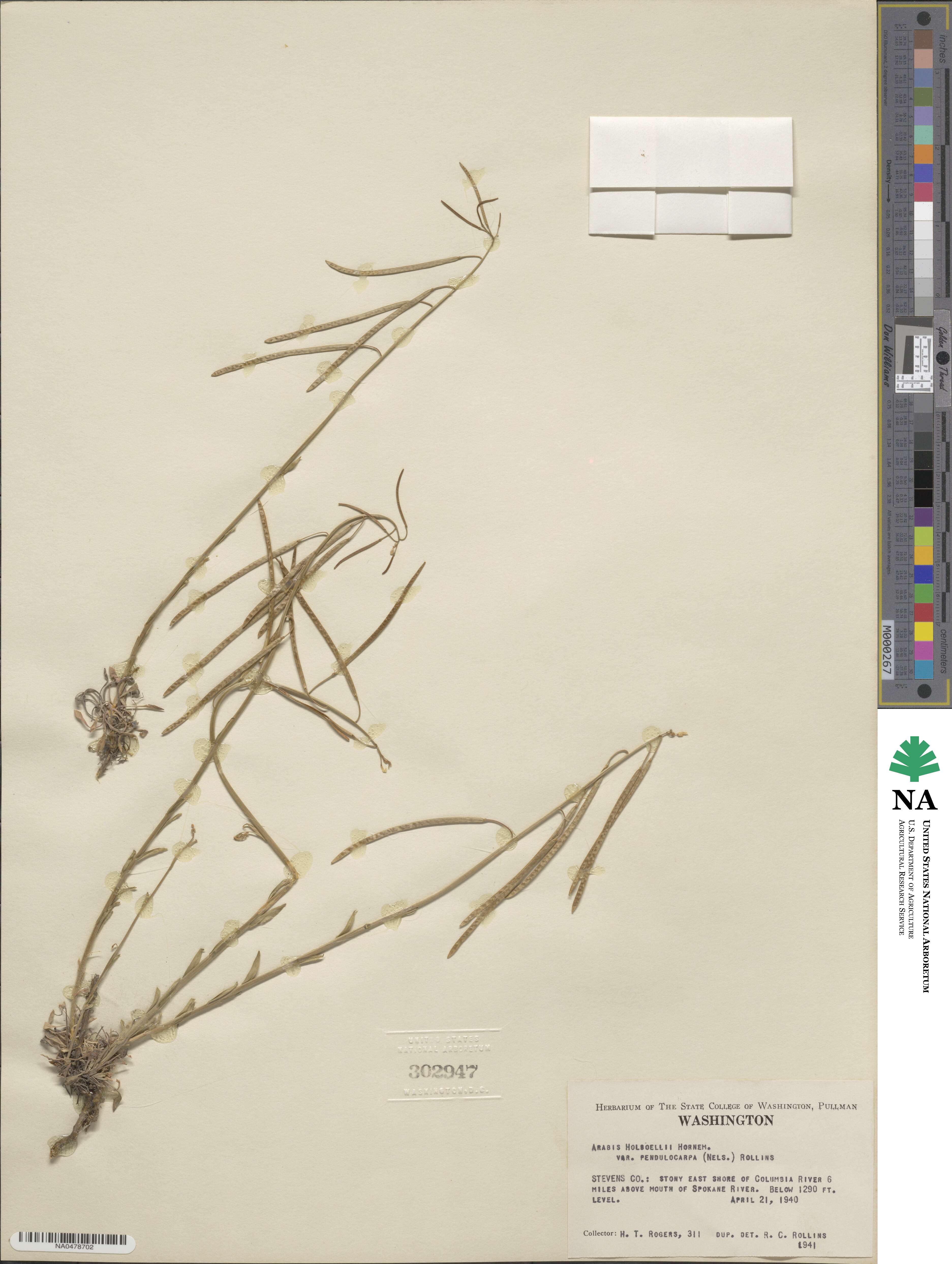 Boechera pendulocarpa image
