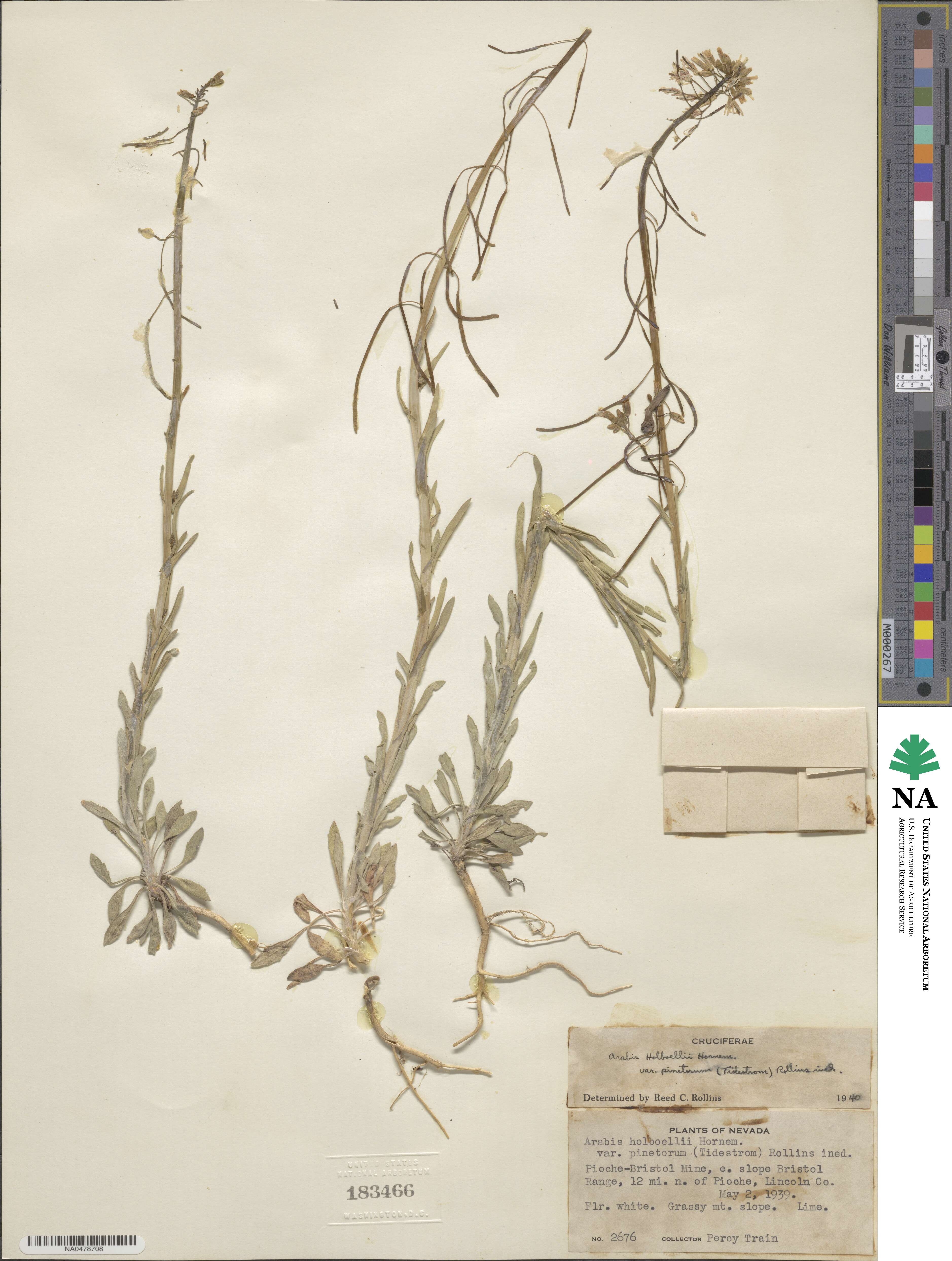 Boechera pinetorum image