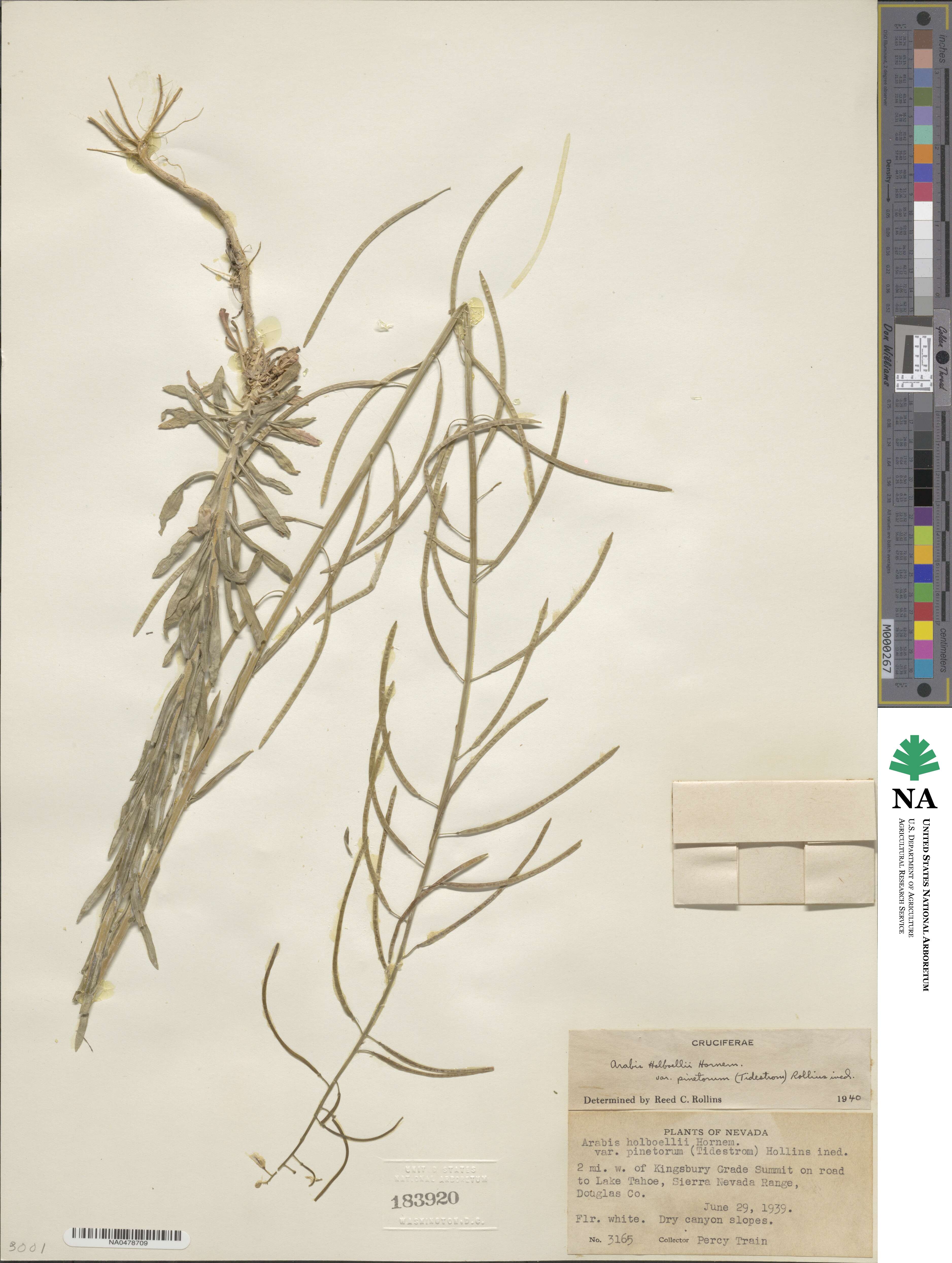Boechera pinetorum image