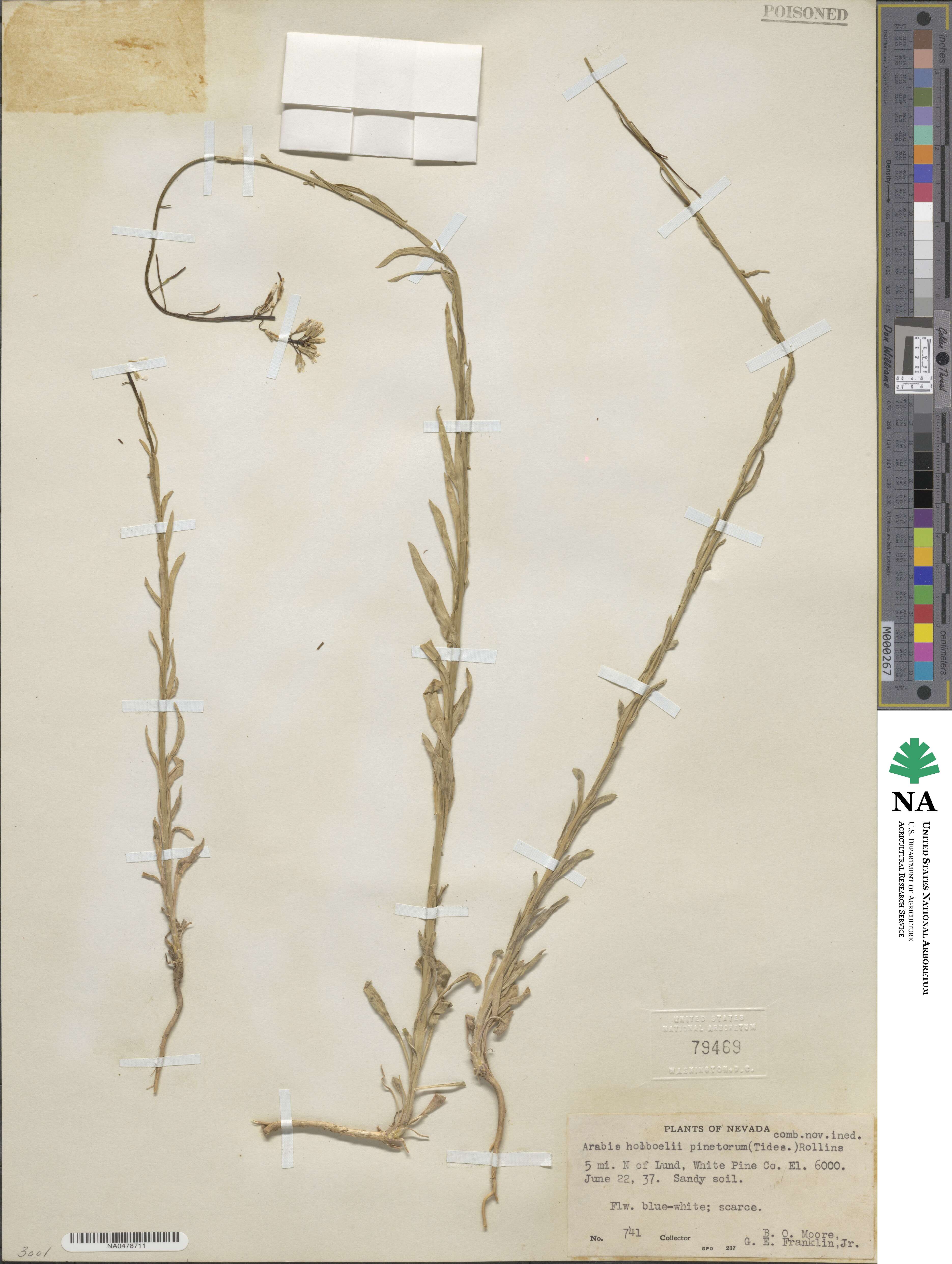 Boechera pinetorum image