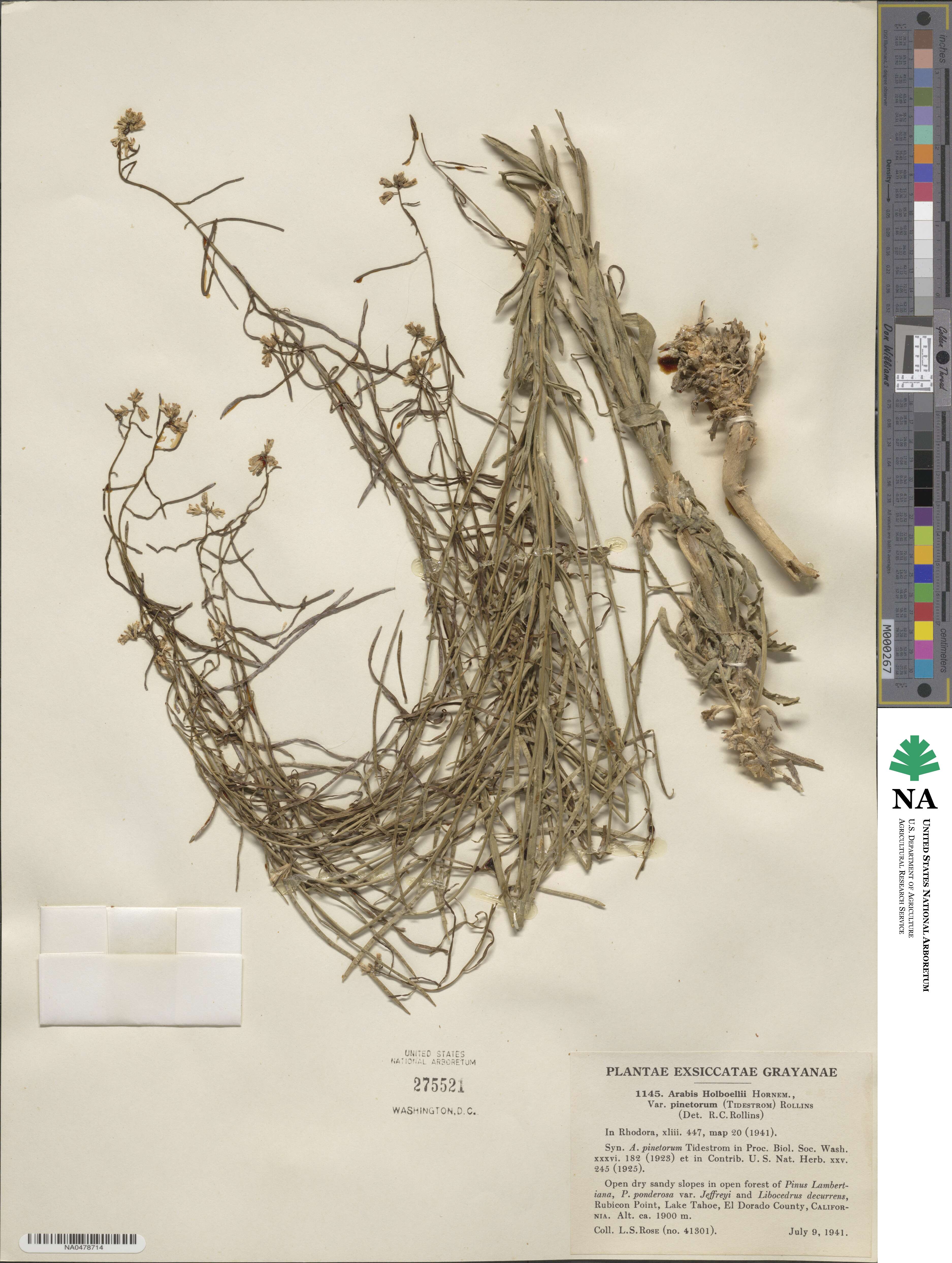 Boechera pinetorum image