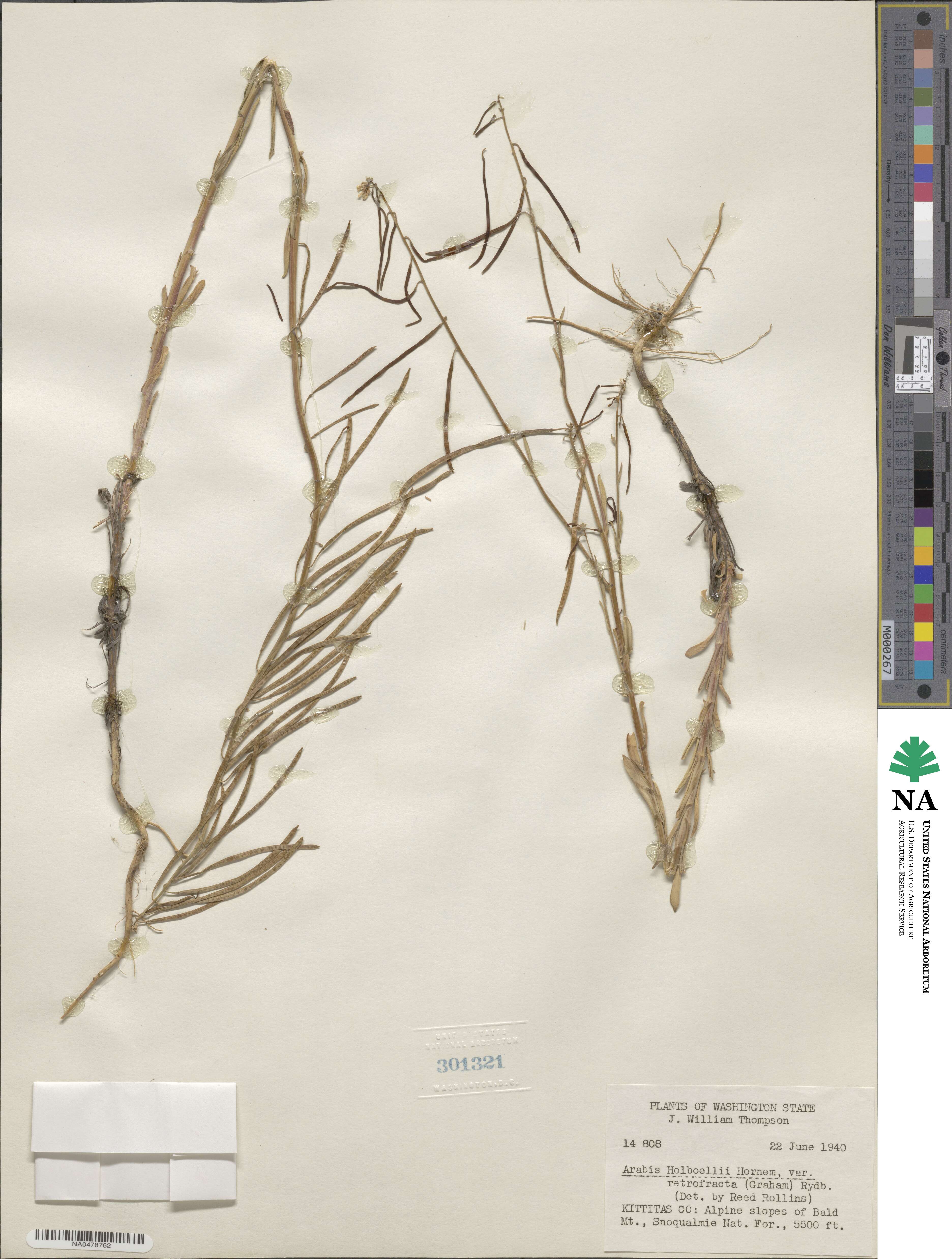 Boechera retrofracta image