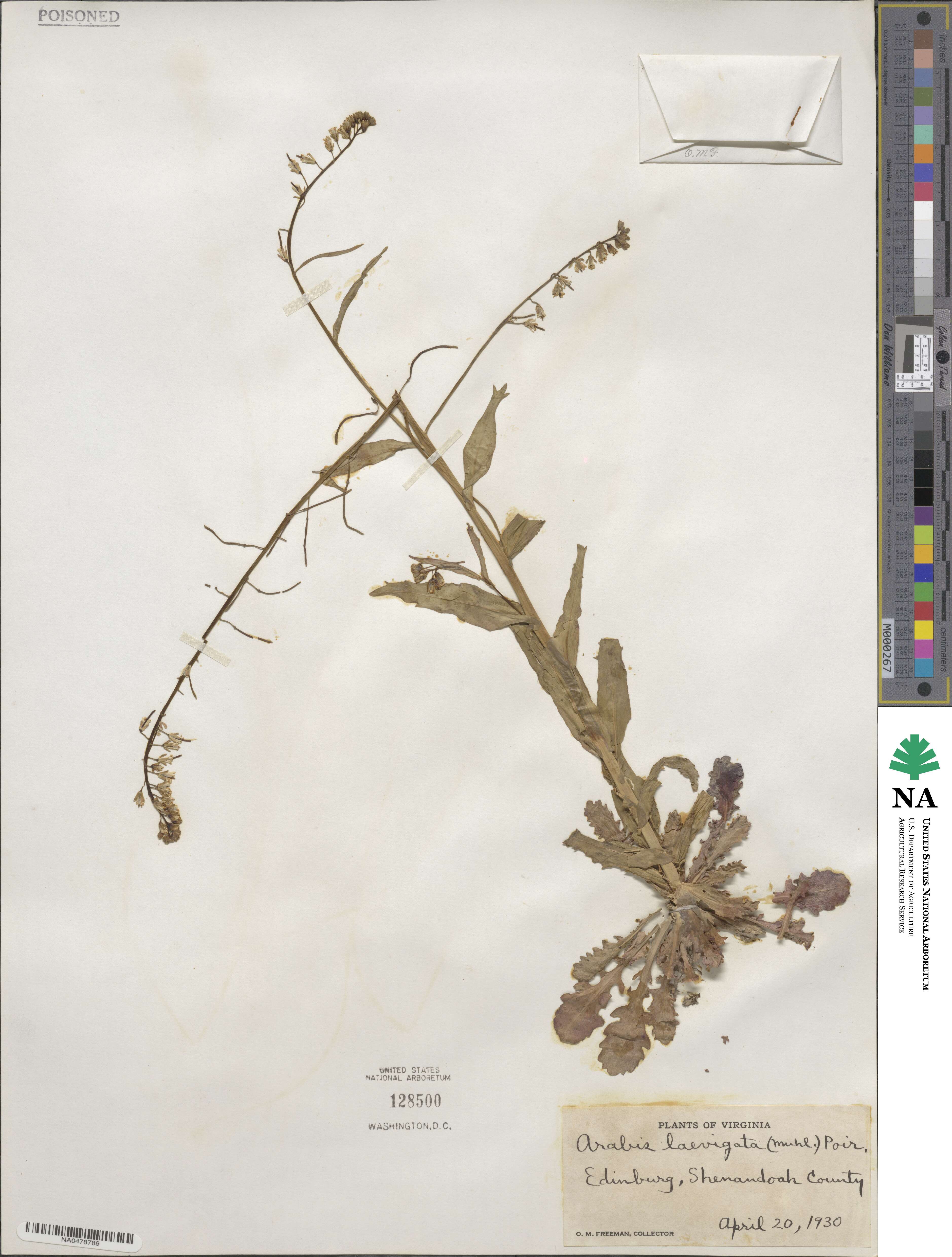 Borodinia laevigata image