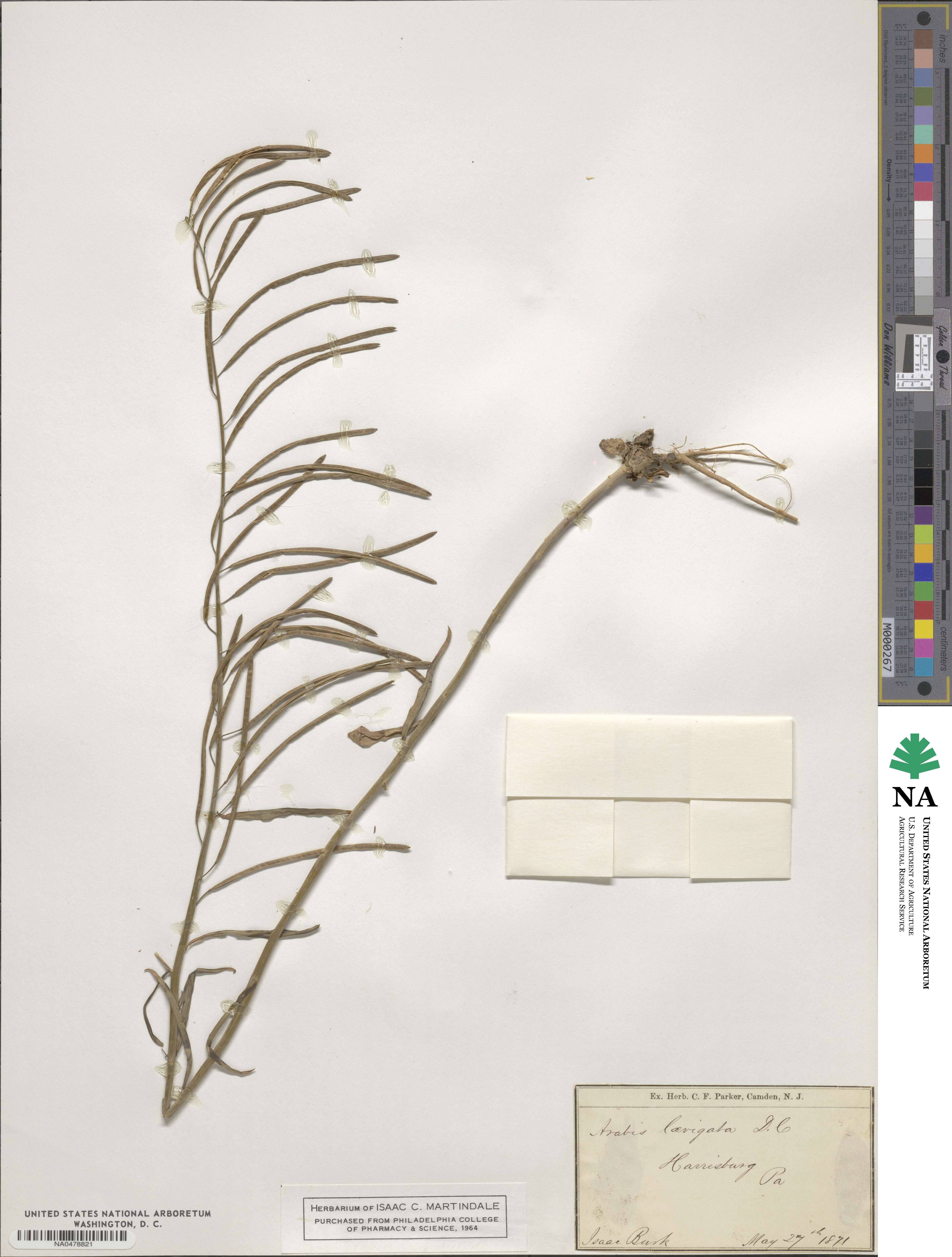 Borodinia image
