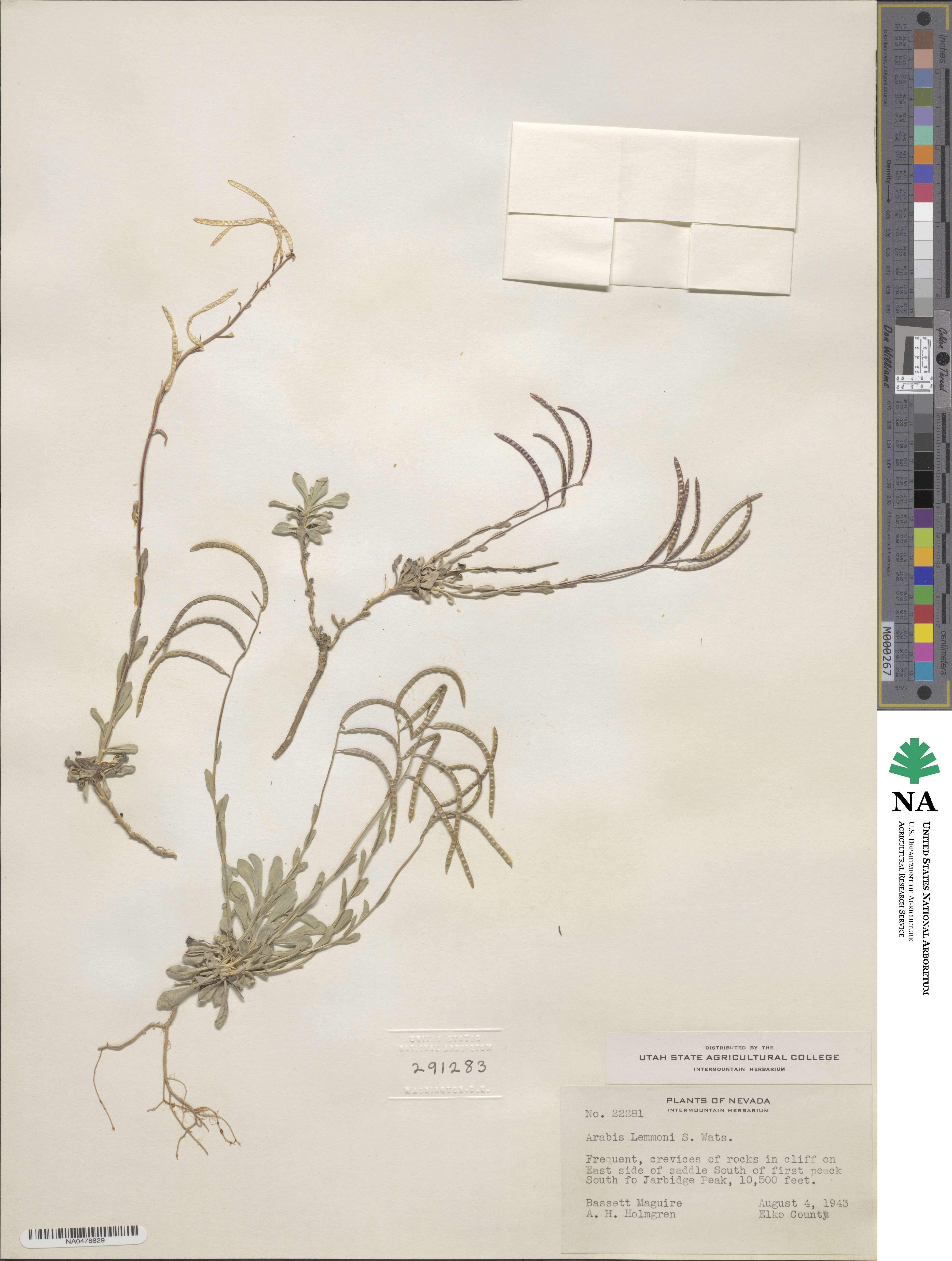 Boechera lemmonii image