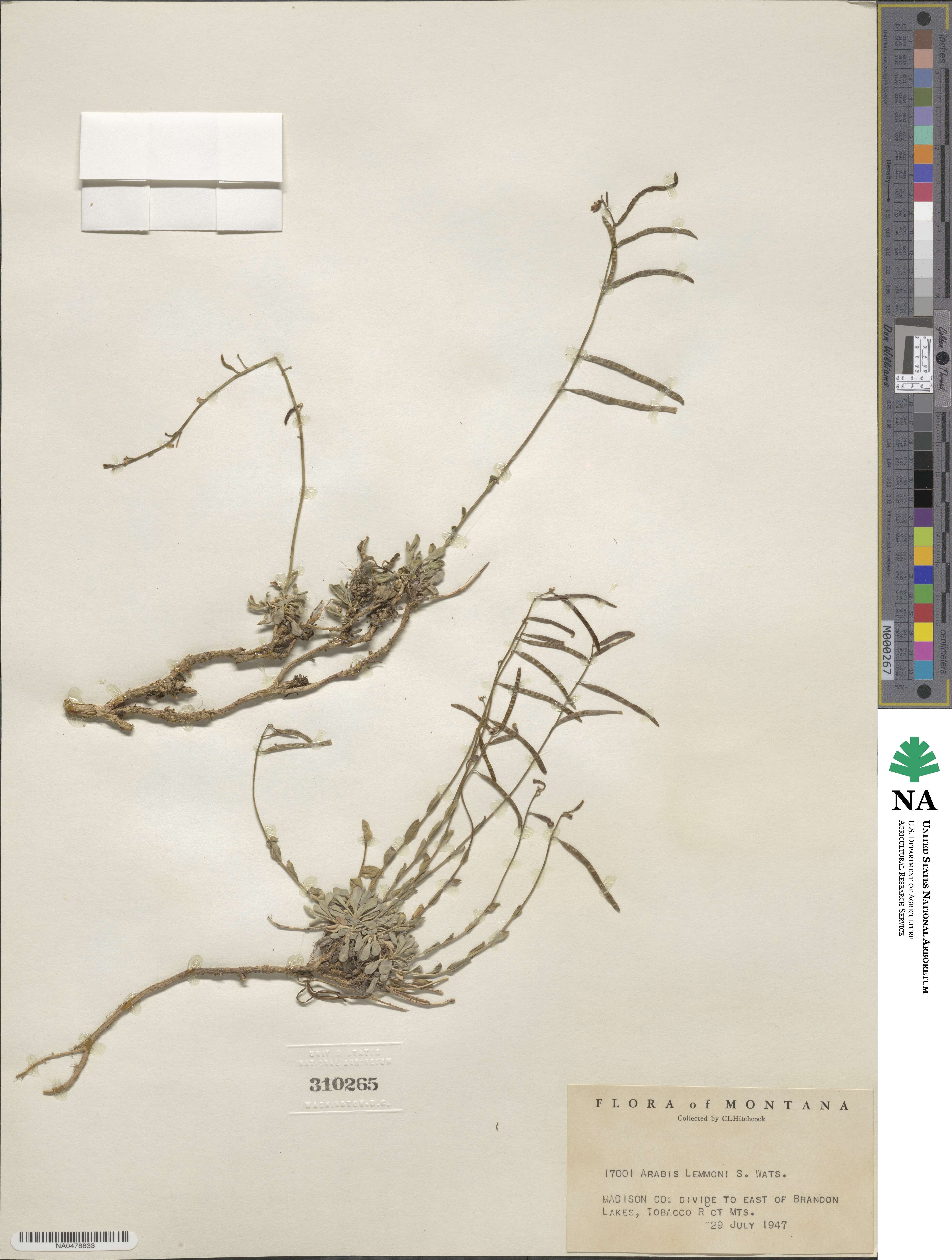 Boechera lemmonii image