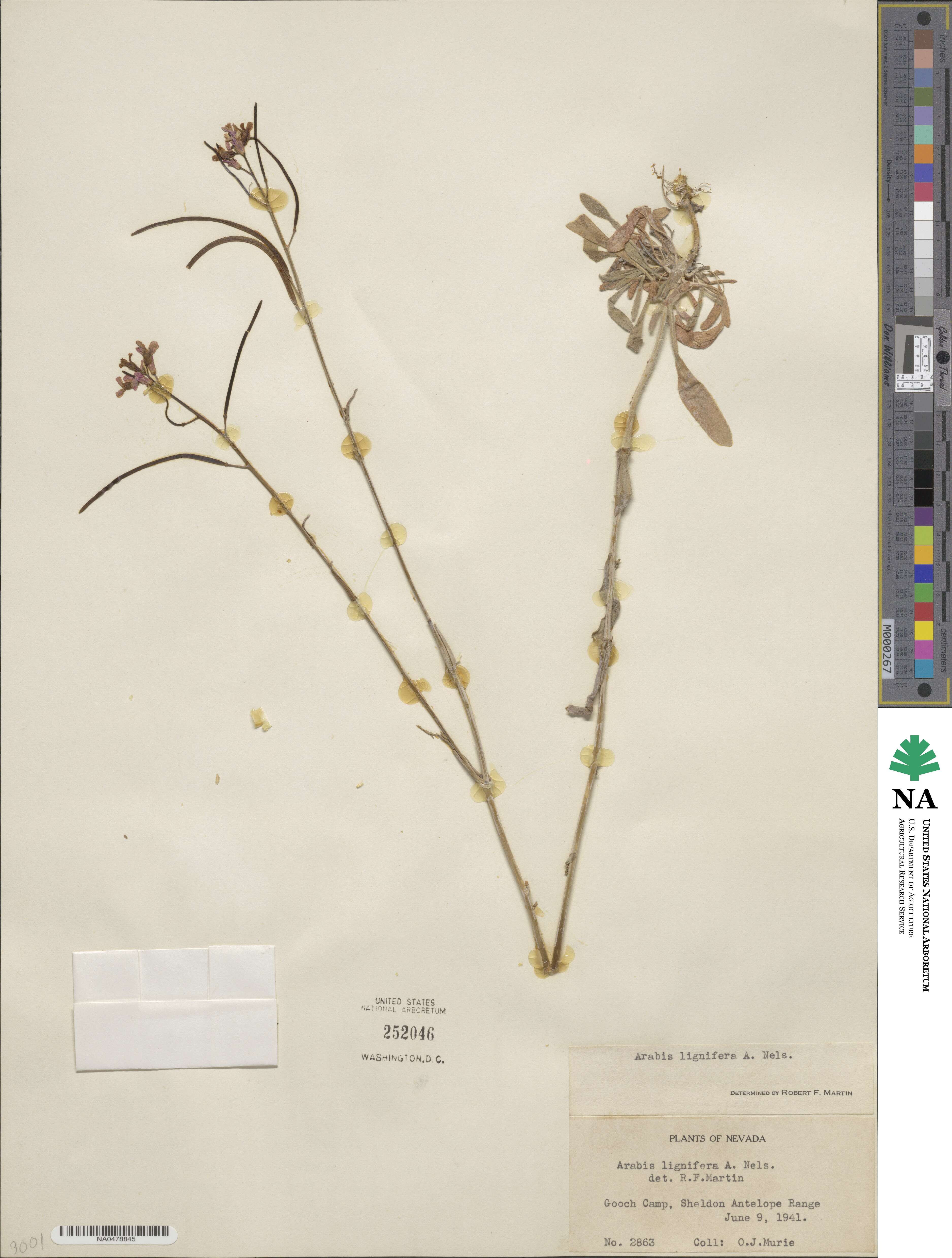Boechera lignifera image