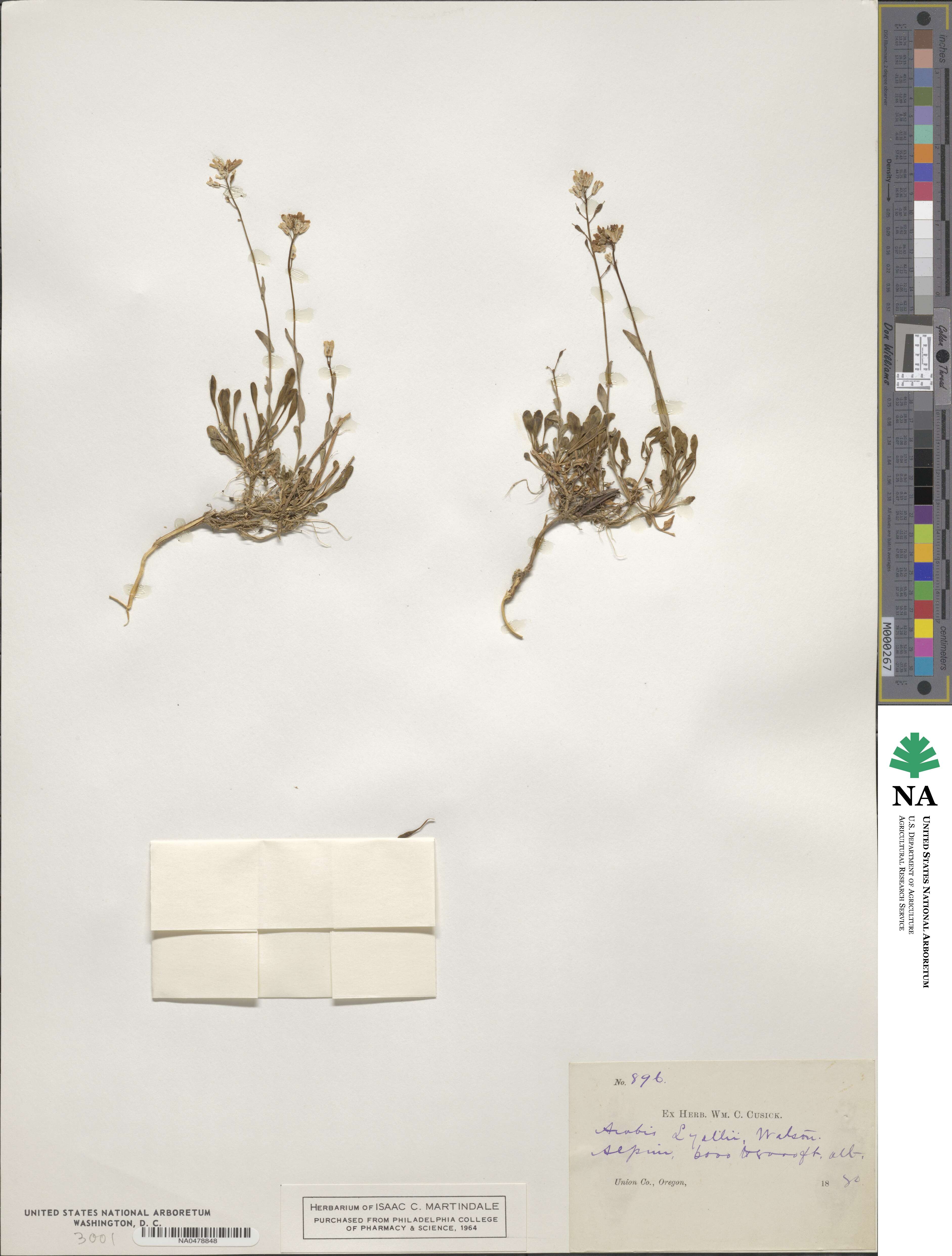 Boechera lyallii image