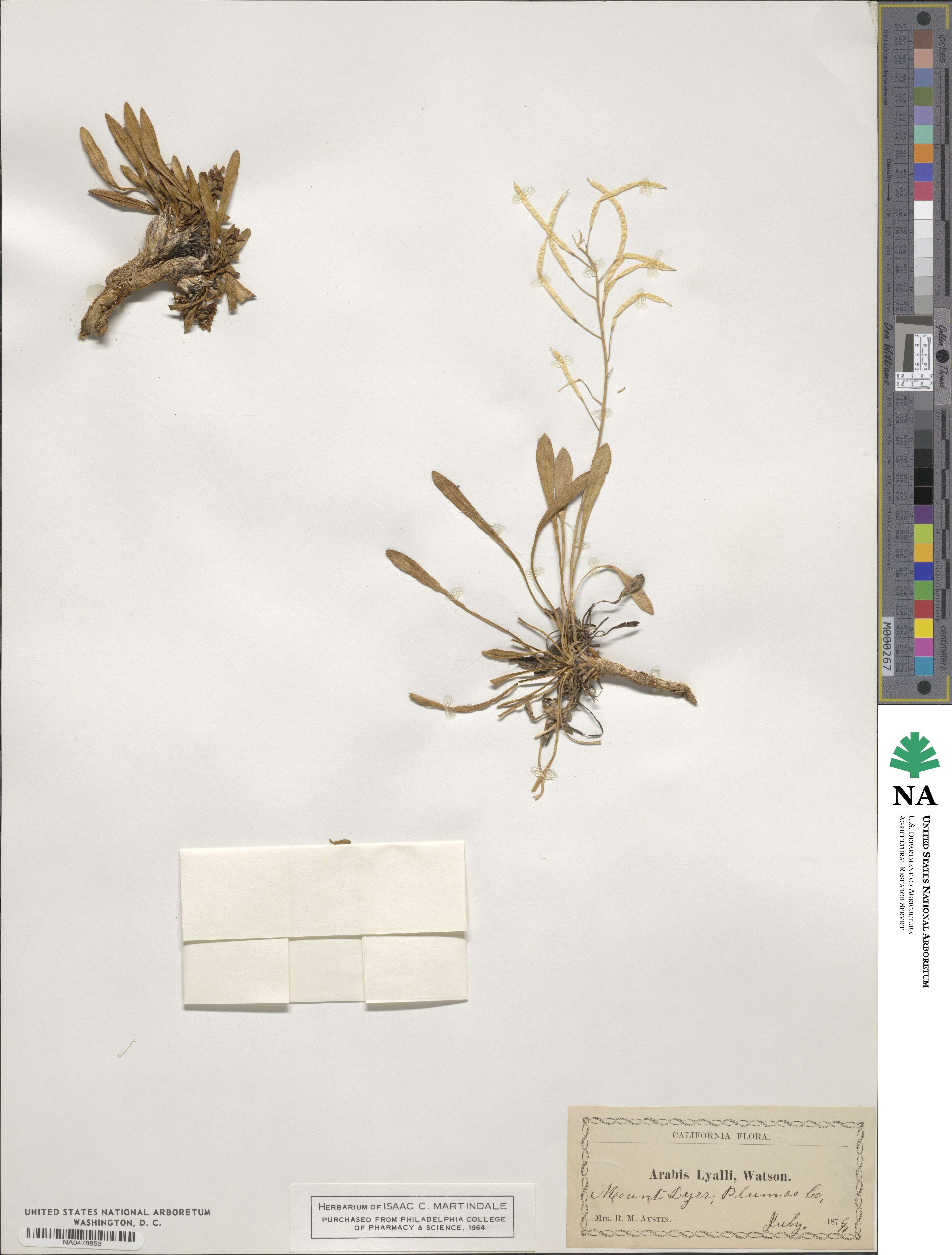 Boechera lyallii image