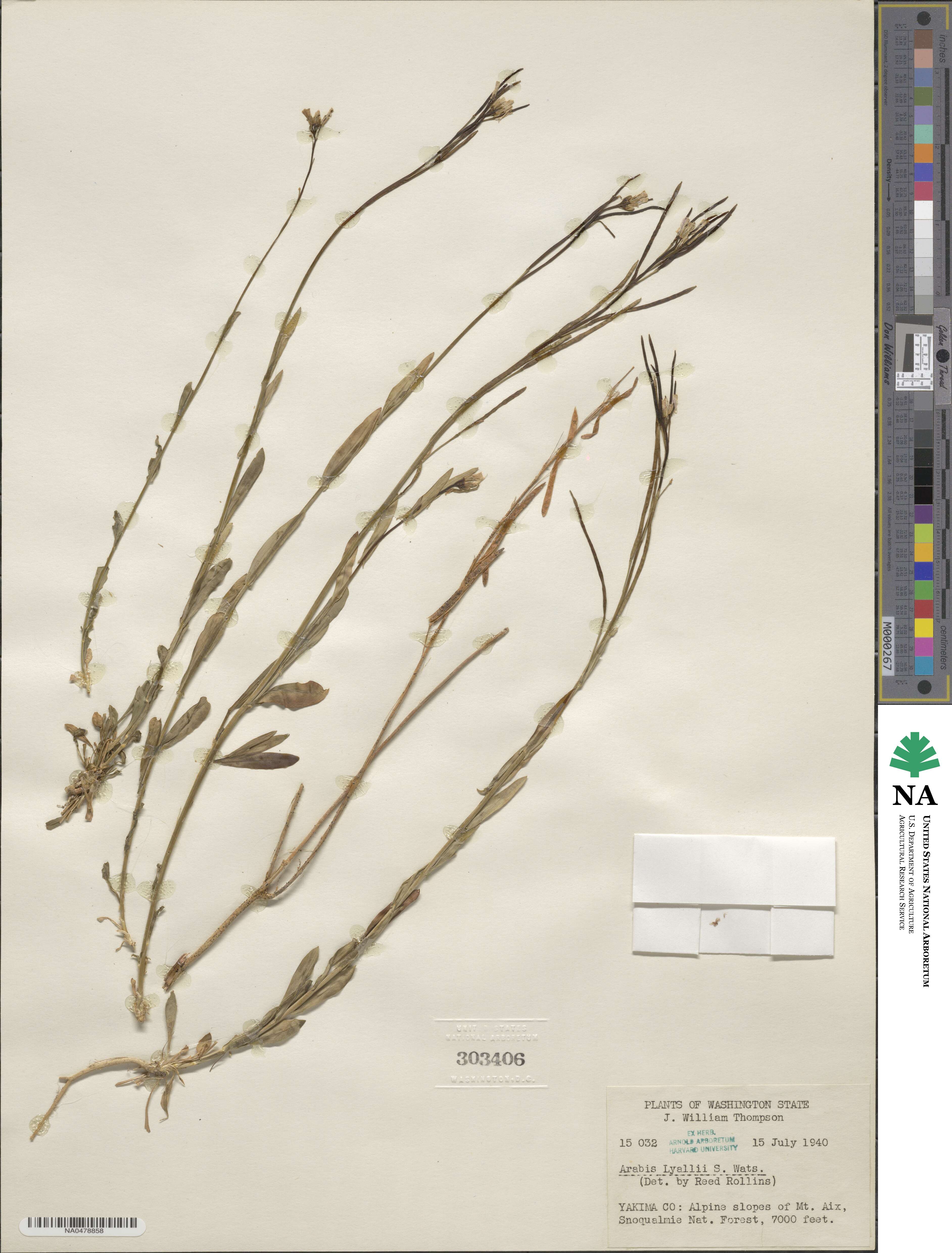 Boechera lyallii image