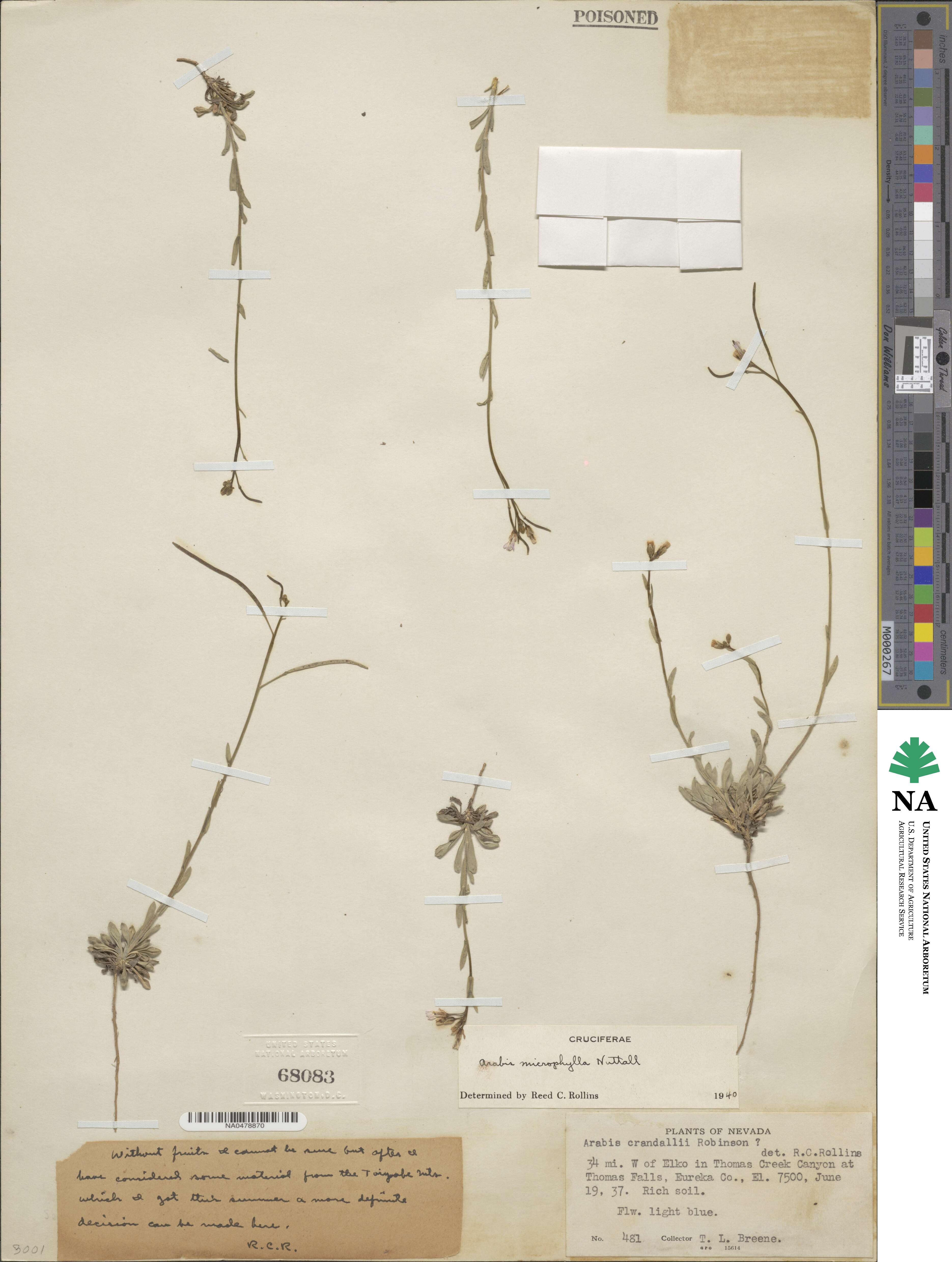 Boechera microphylla image