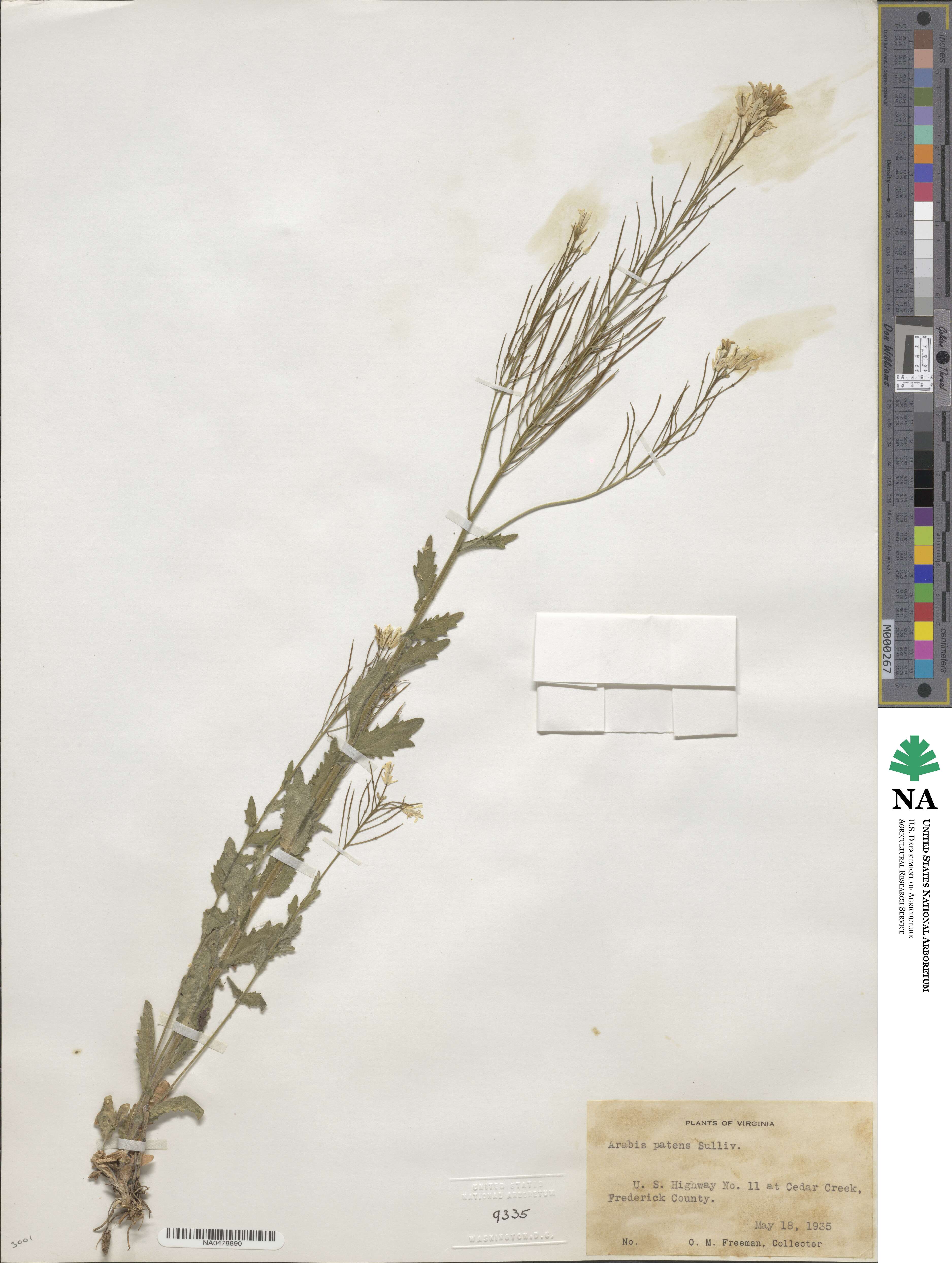 Arabis patens image