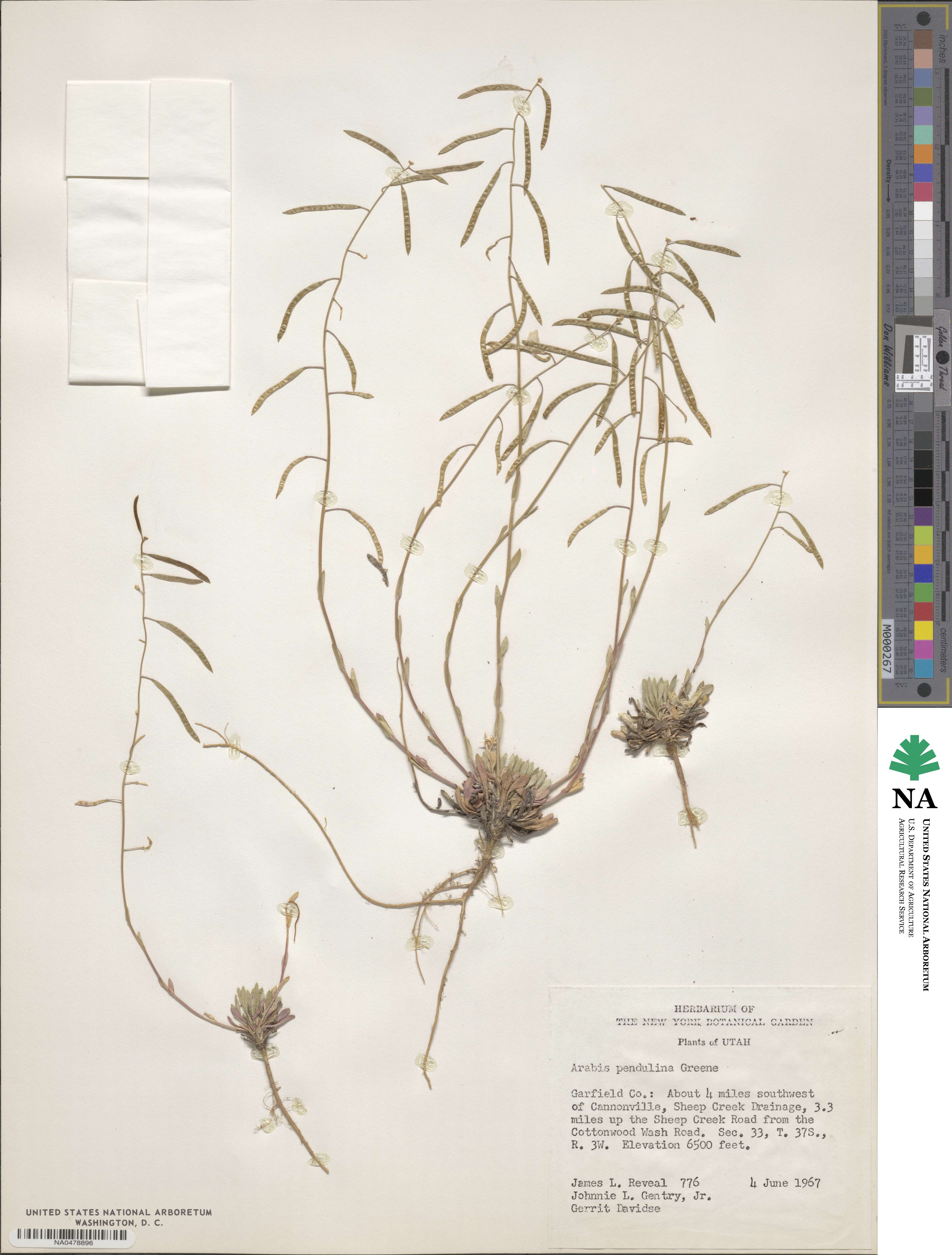 Boechera pendulina image