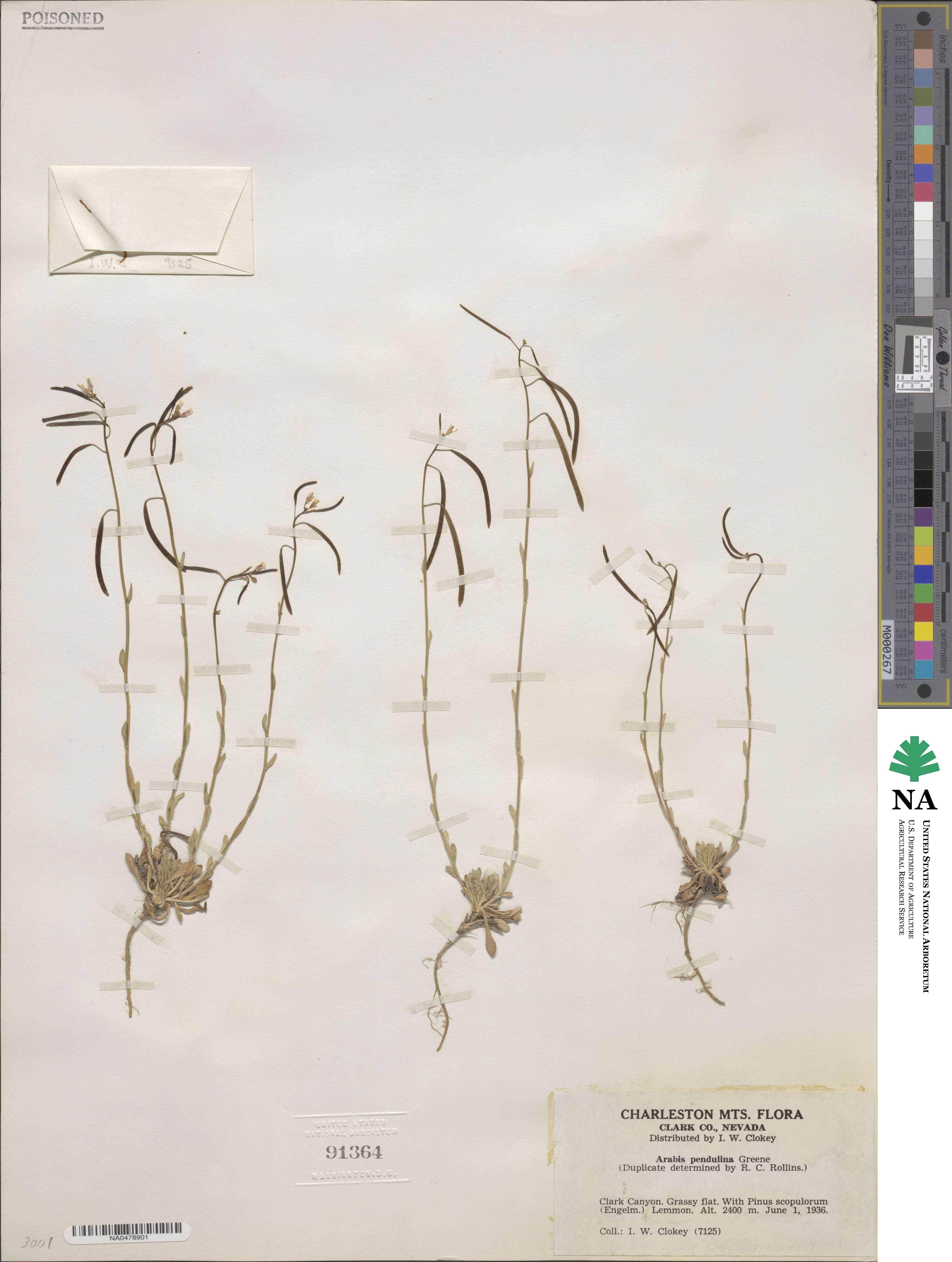 Boechera pendulina image