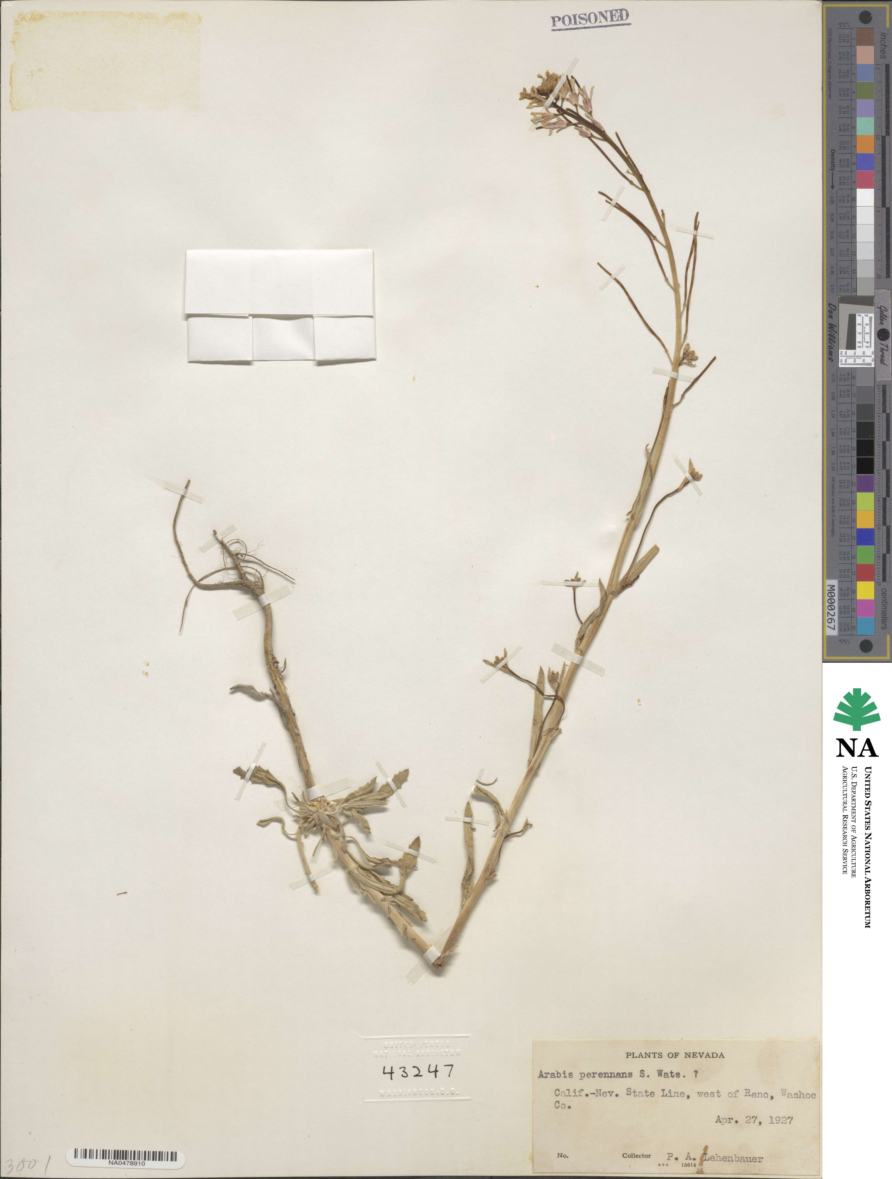 Boechera perennans image