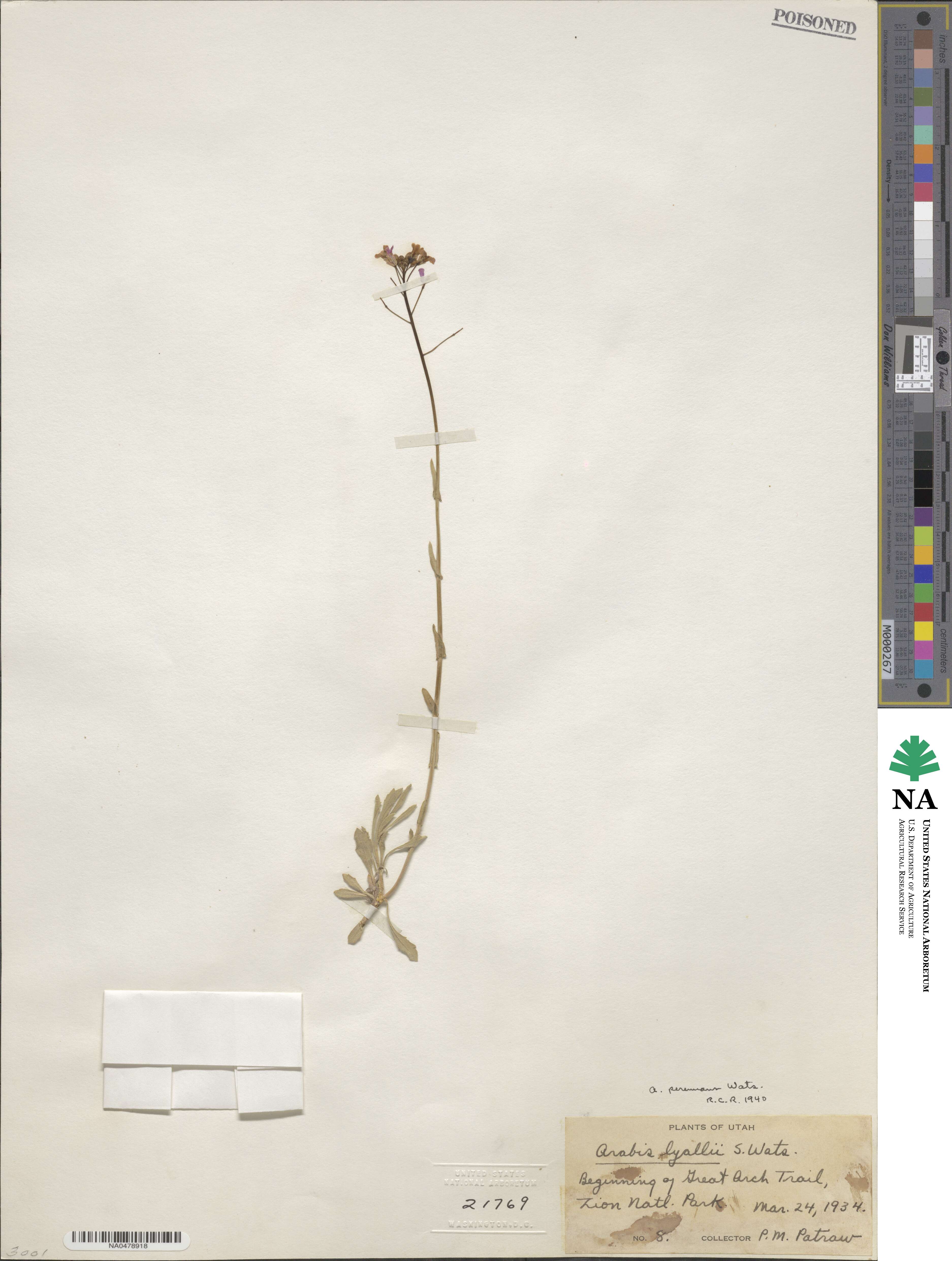 Boechera perennans image
