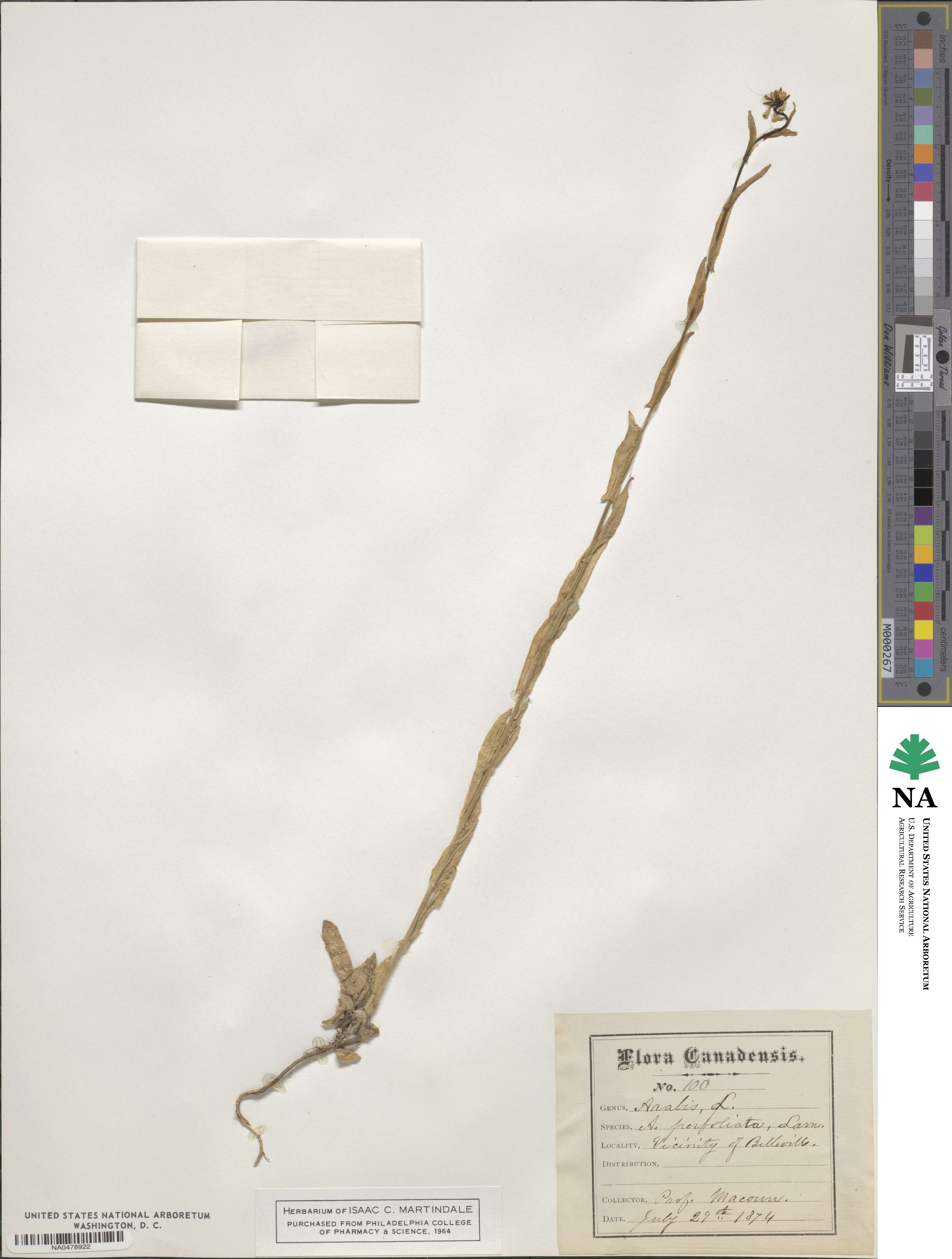 Turritis glabra image