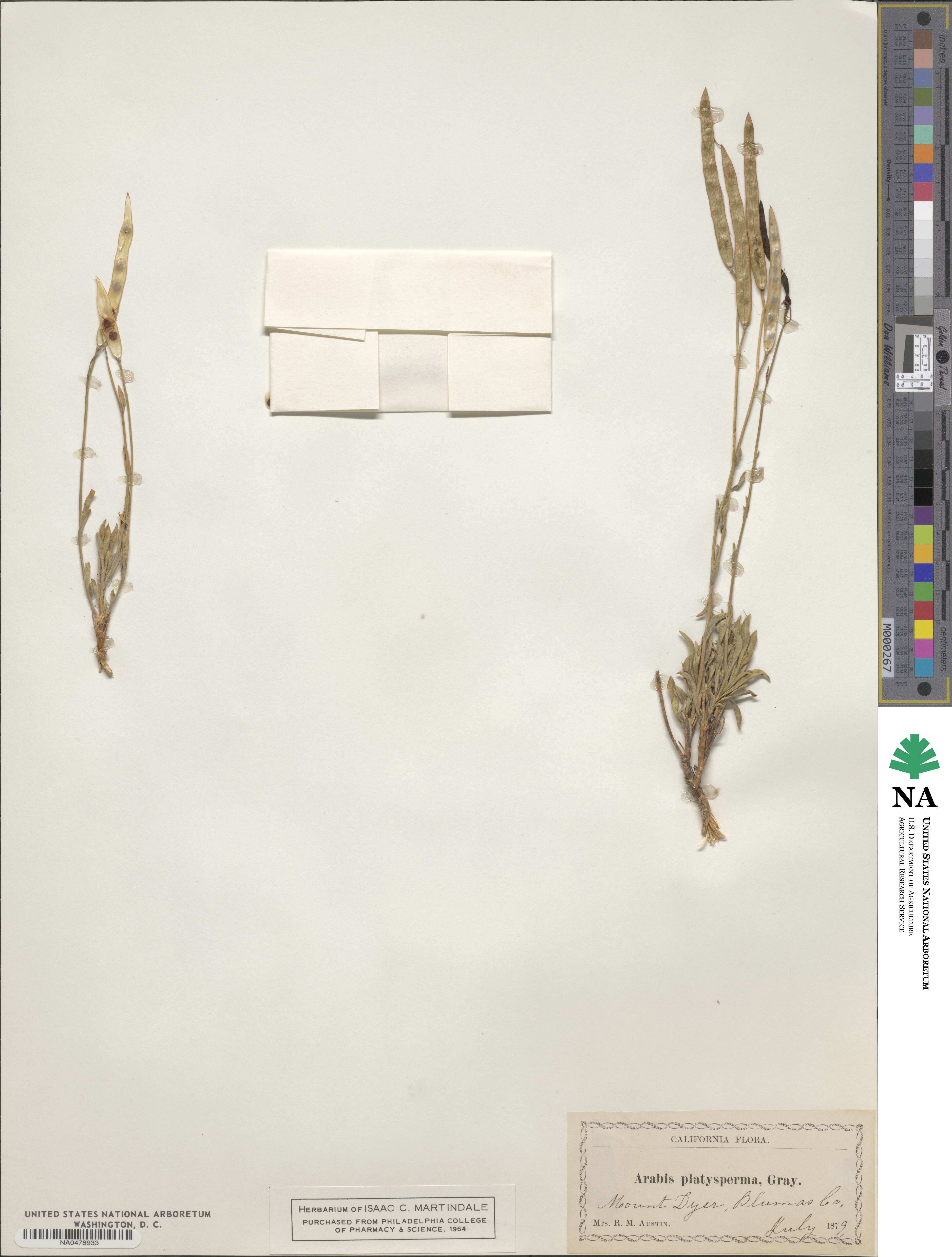 Boechera platysperma image