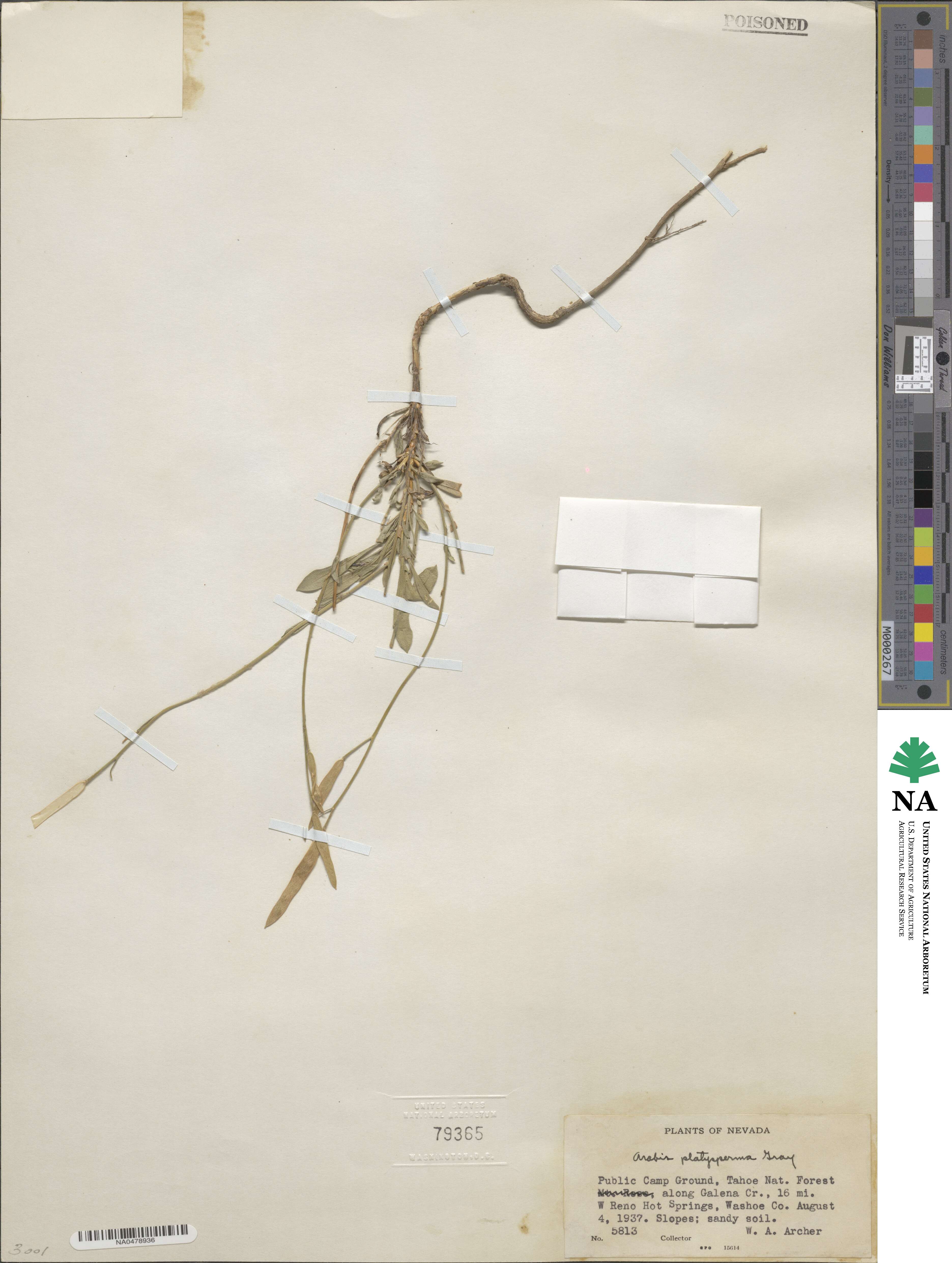 Boechera platysperma image