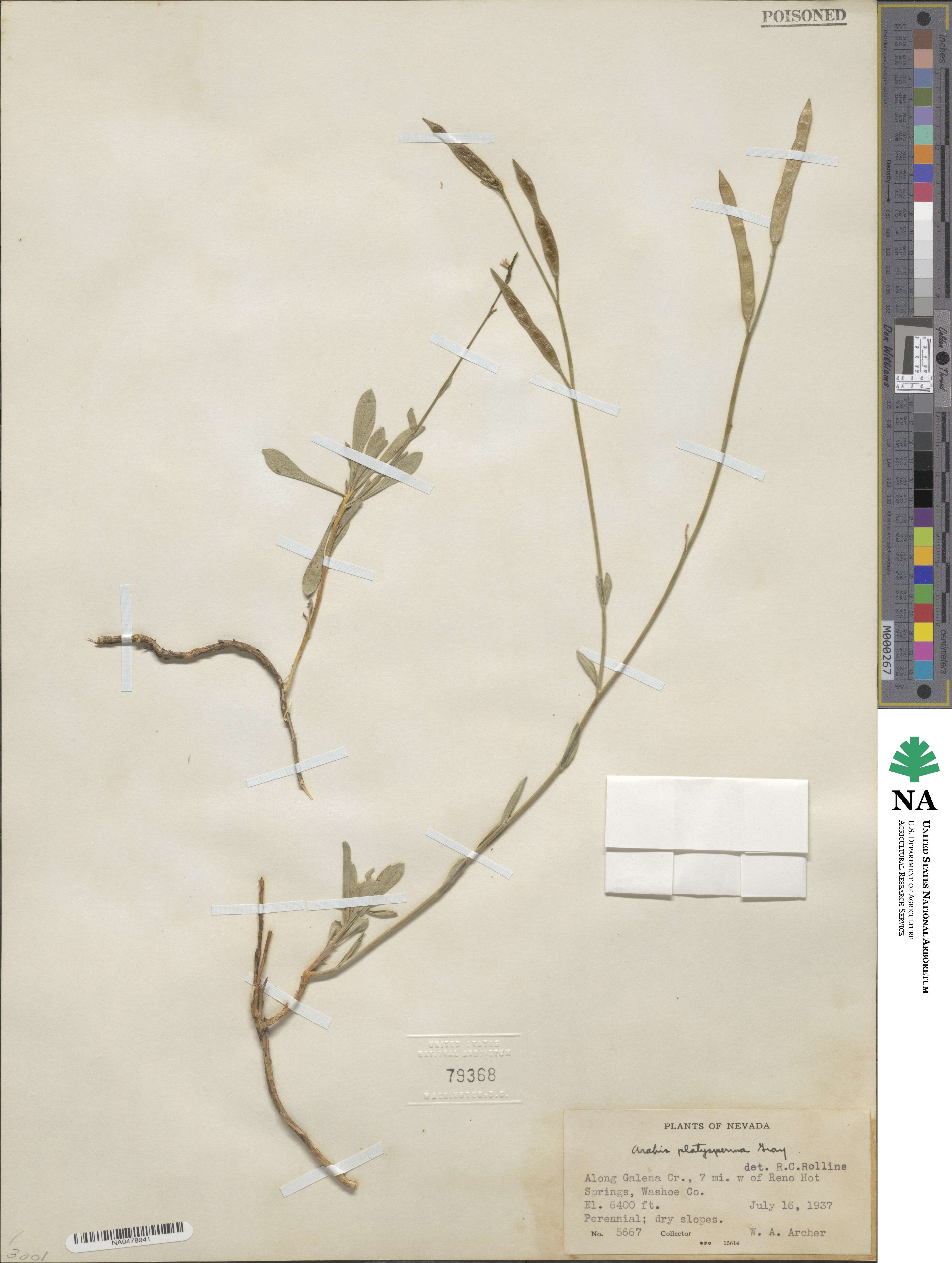Boechera platysperma image
