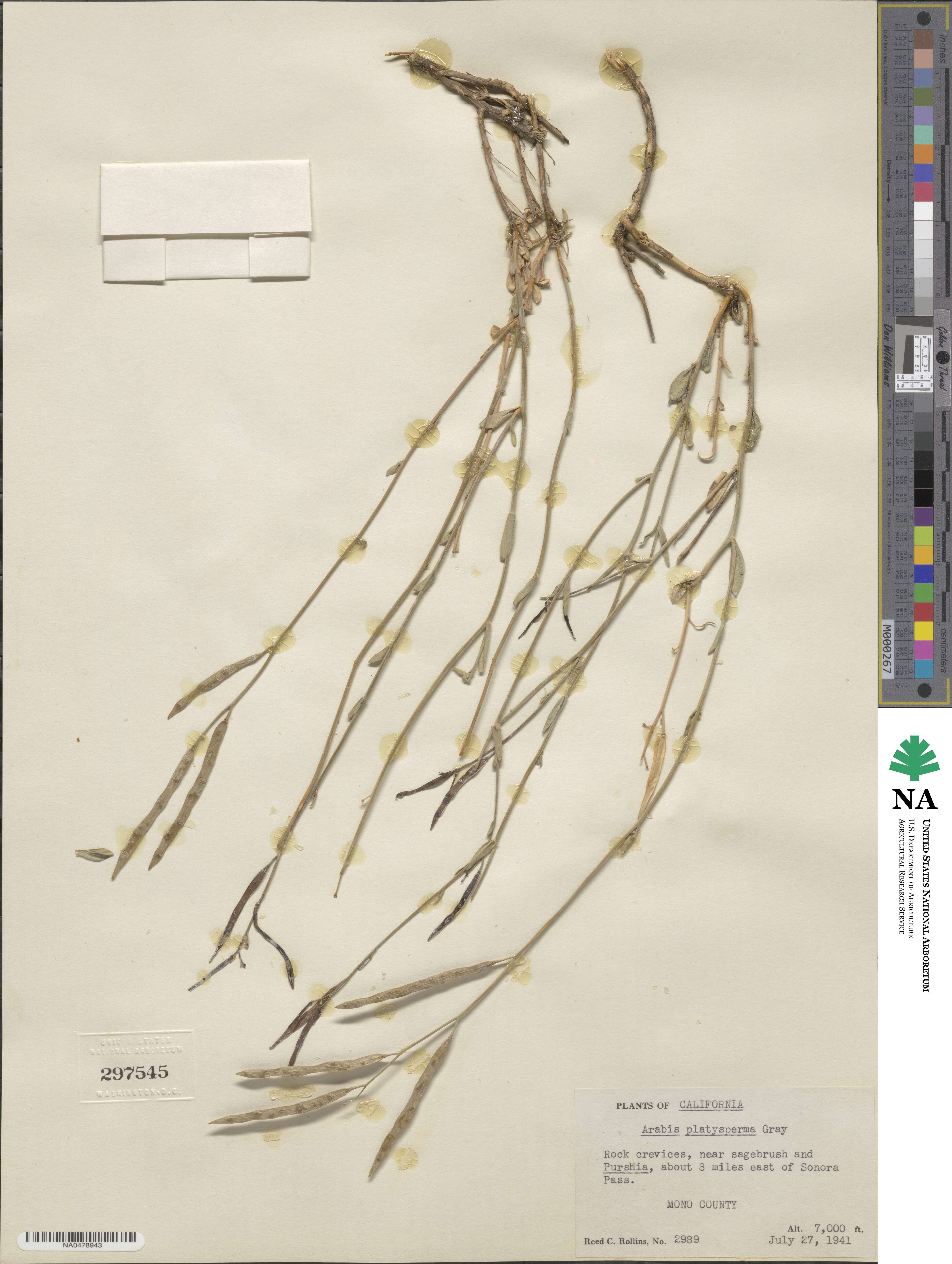 Boechera platysperma image