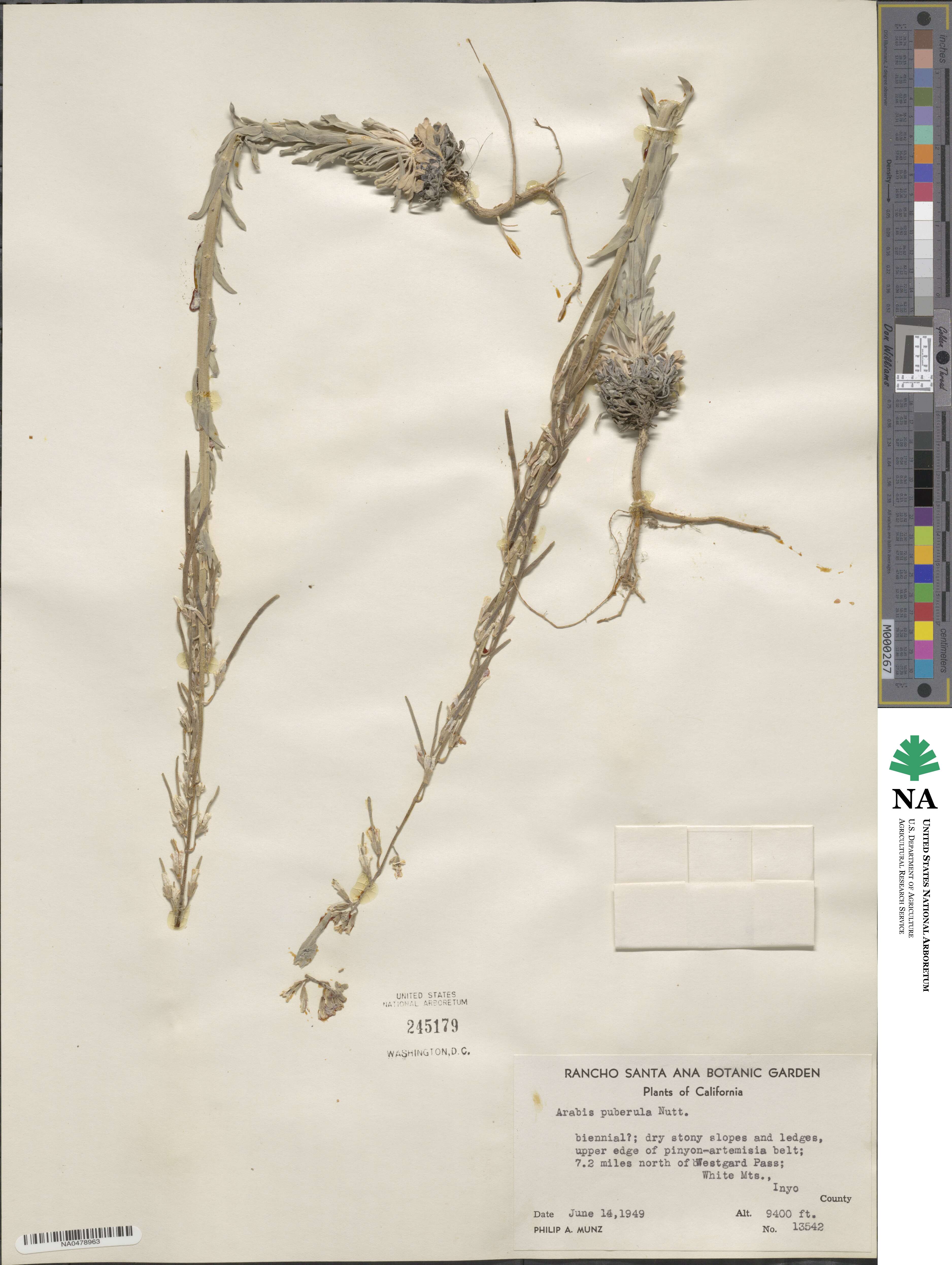 Boechera puberula image